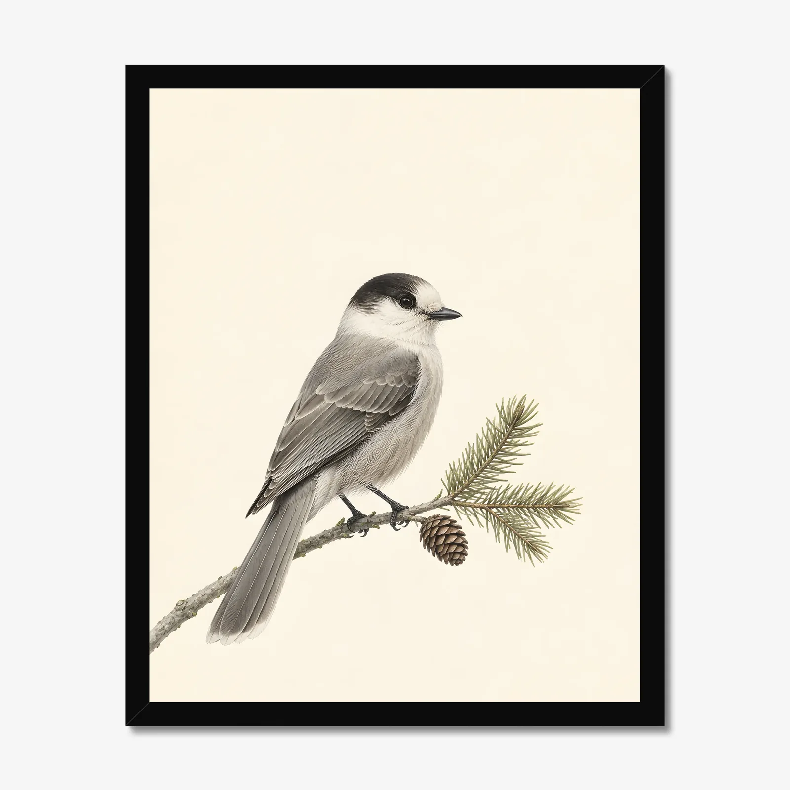 Canada Jay Print in a black frame