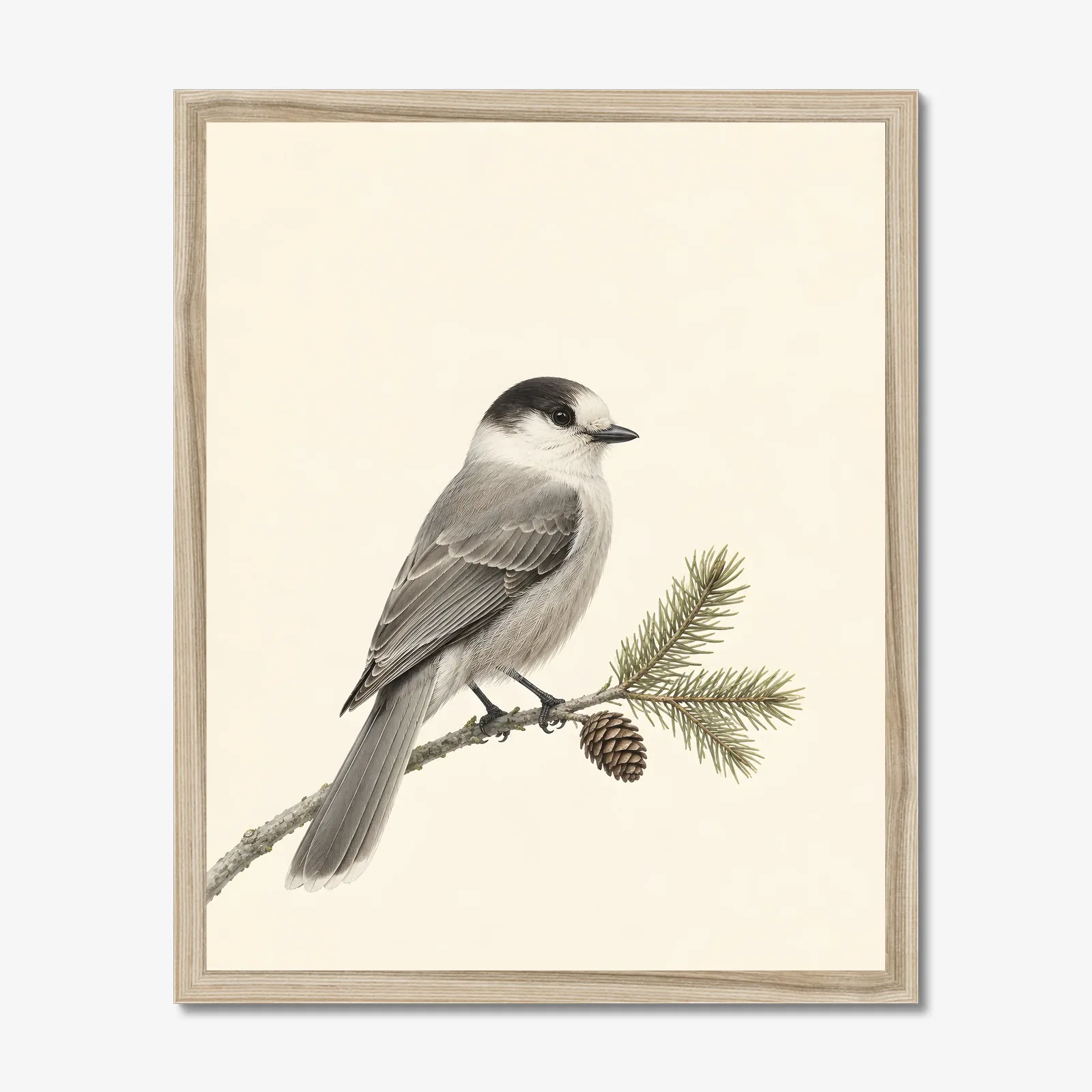Canada Jay Print in a natural frame