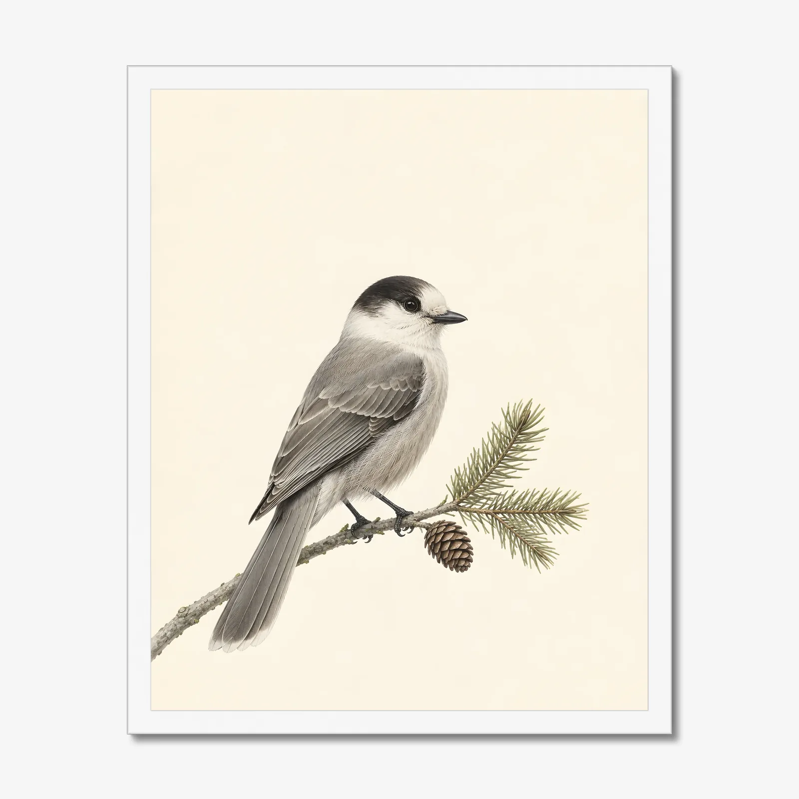 Canada Jay Print in a white frame