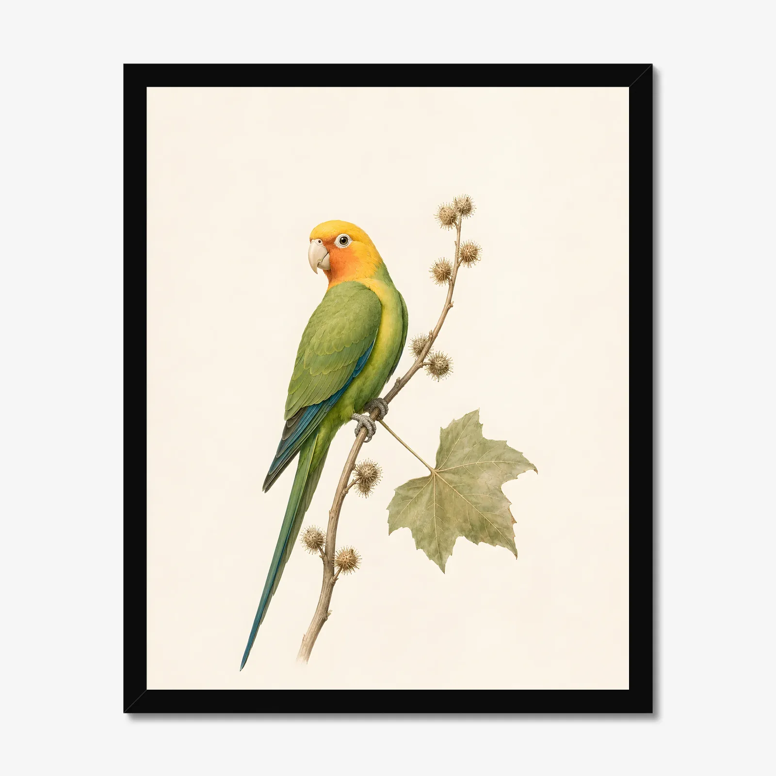 Carolina Parakeet Print in a black frame
