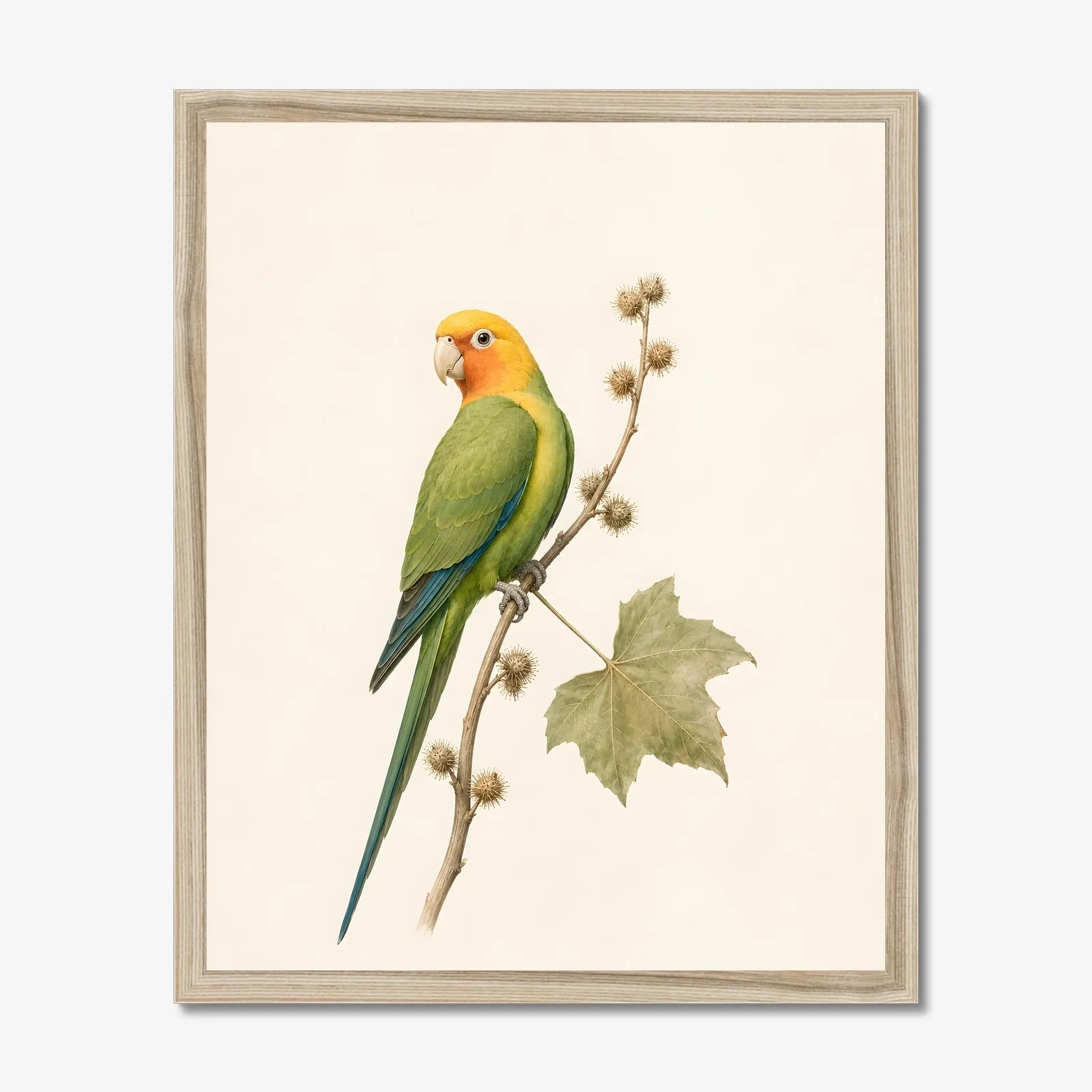 Carolina Parakeet Print shown as a fine-art print