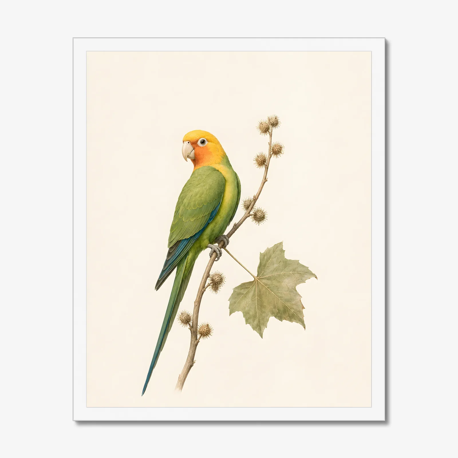 Carolina Parakeet Print in a white frame