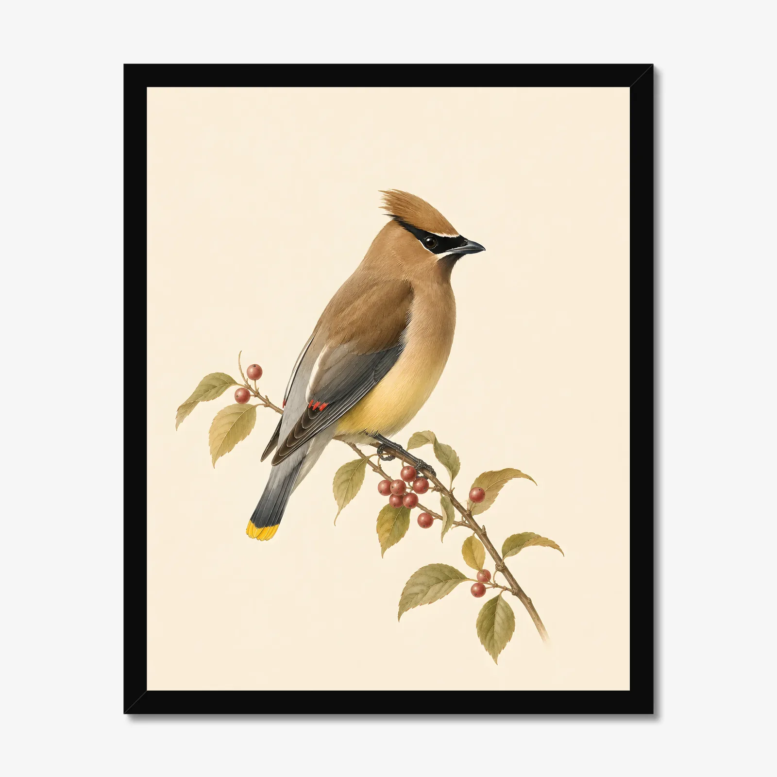 Cedar Waxwing Print - On Berry Branch in a black frame