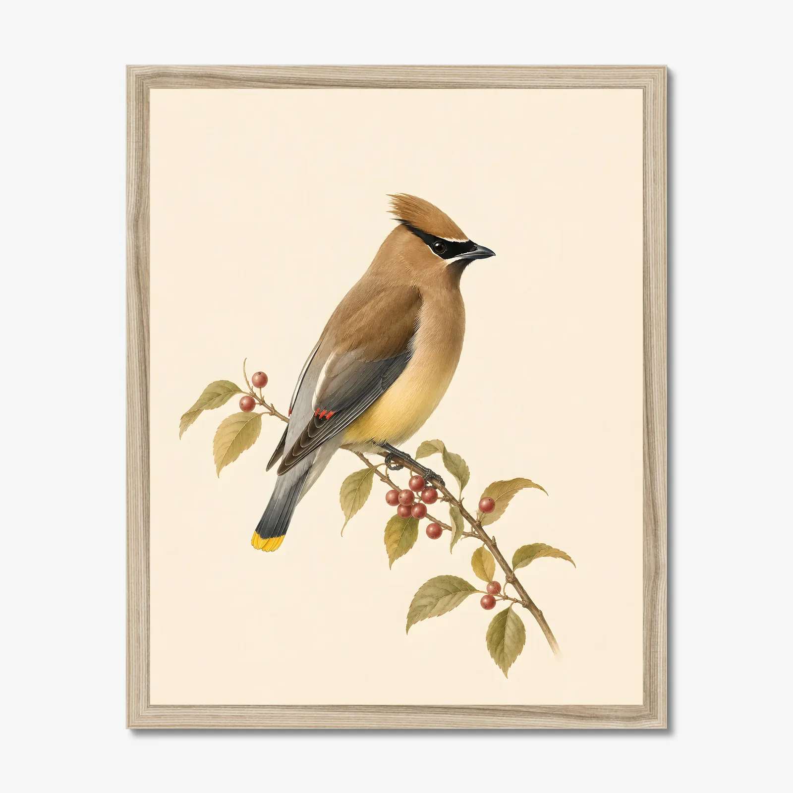 Cedar Waxwing Print - On Berry Branch shown as a fine-art print