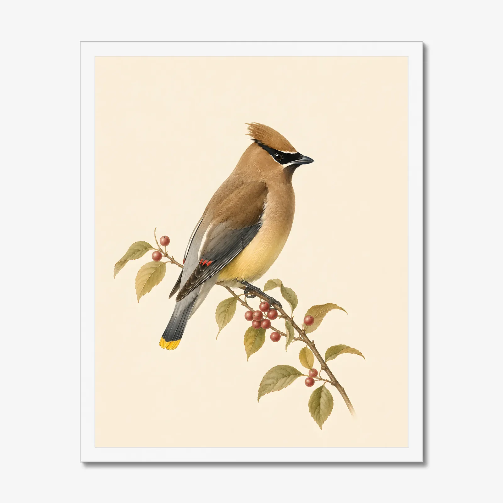Cedar Waxwing Print - On Berry Branch in a white frame