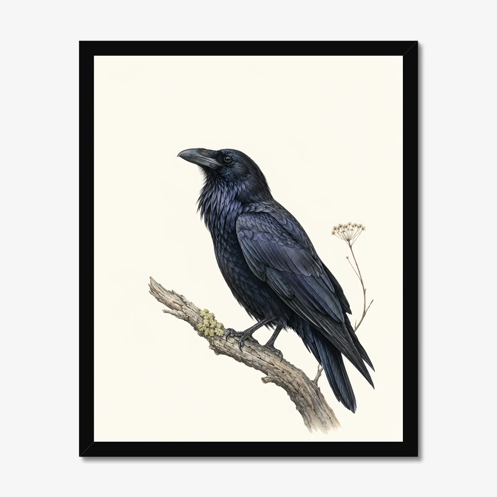 Common Raven Print in a black frame