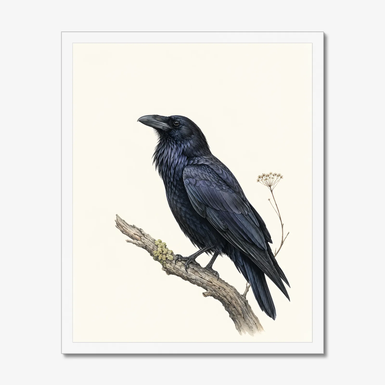 Common Raven Print in a white frame