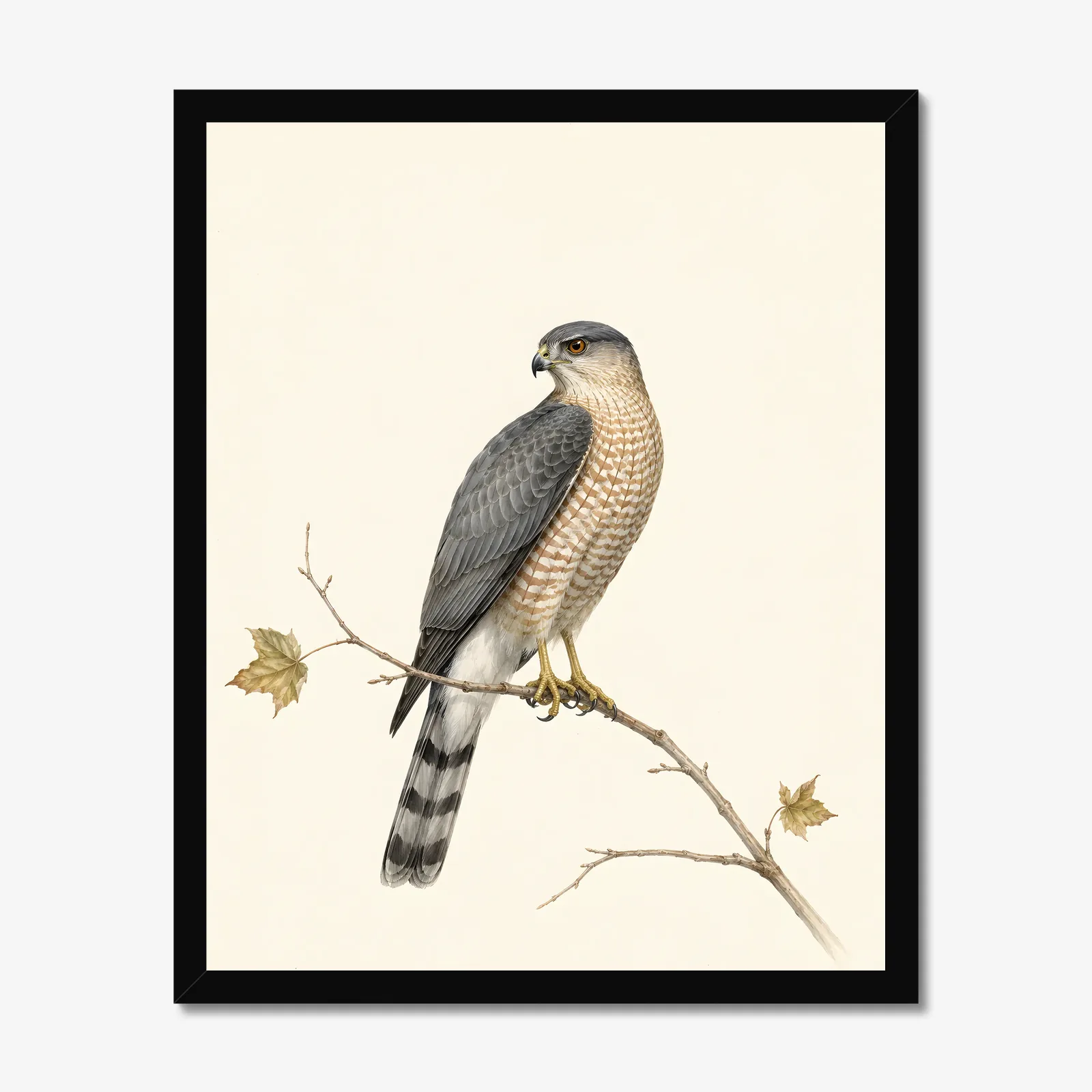Cooper's Hawk Print in a black frame