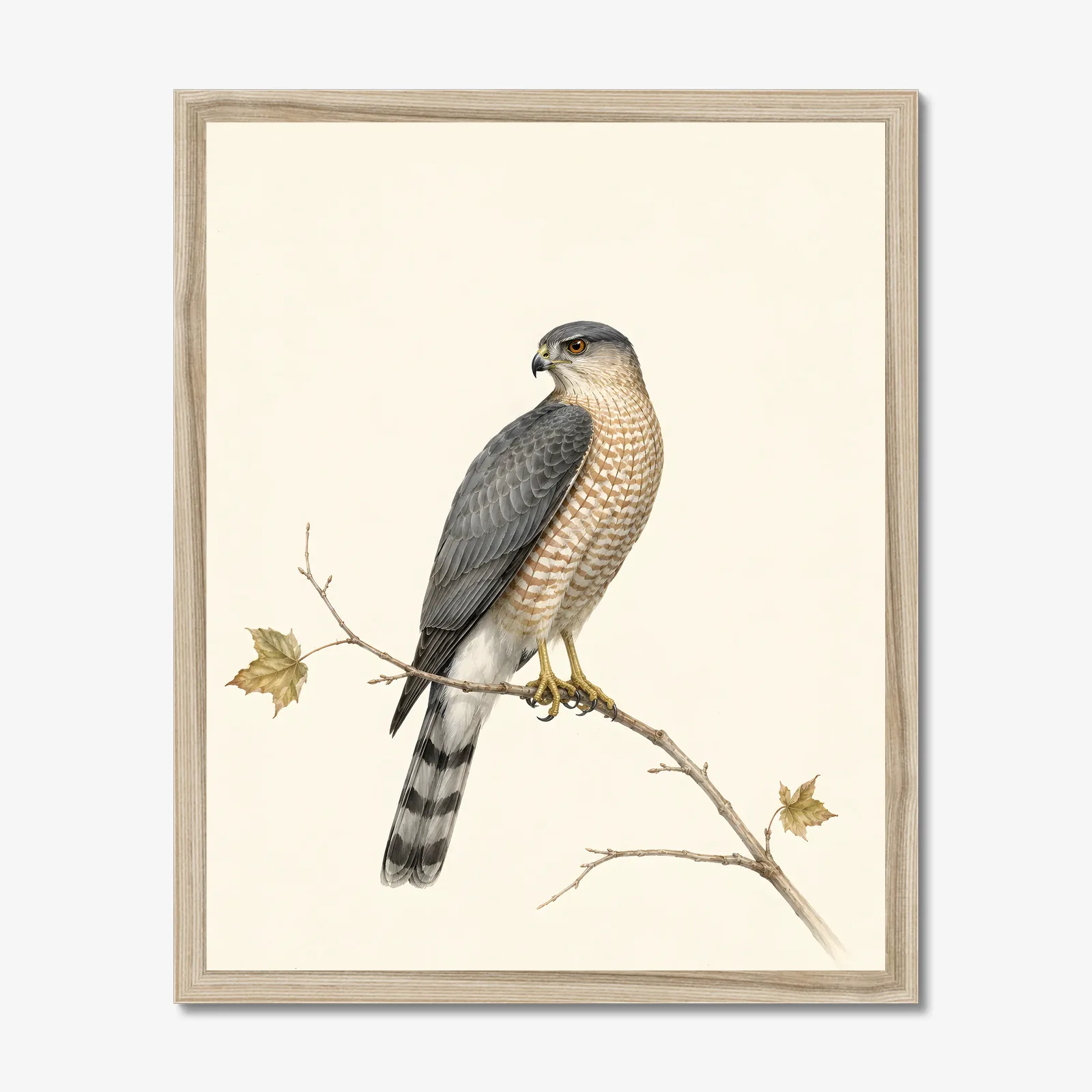 Cooper's Hawk Print in a natural frame
