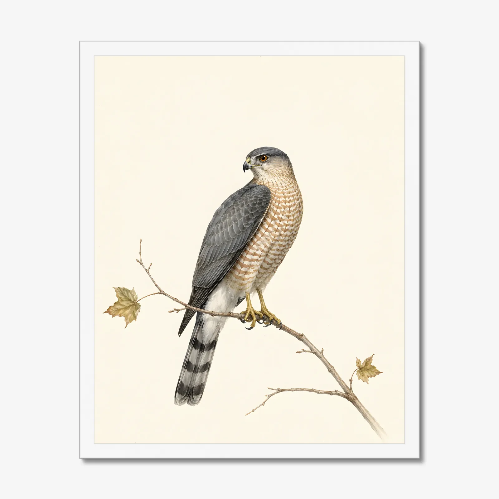 Cooper's Hawk Print in a white frame