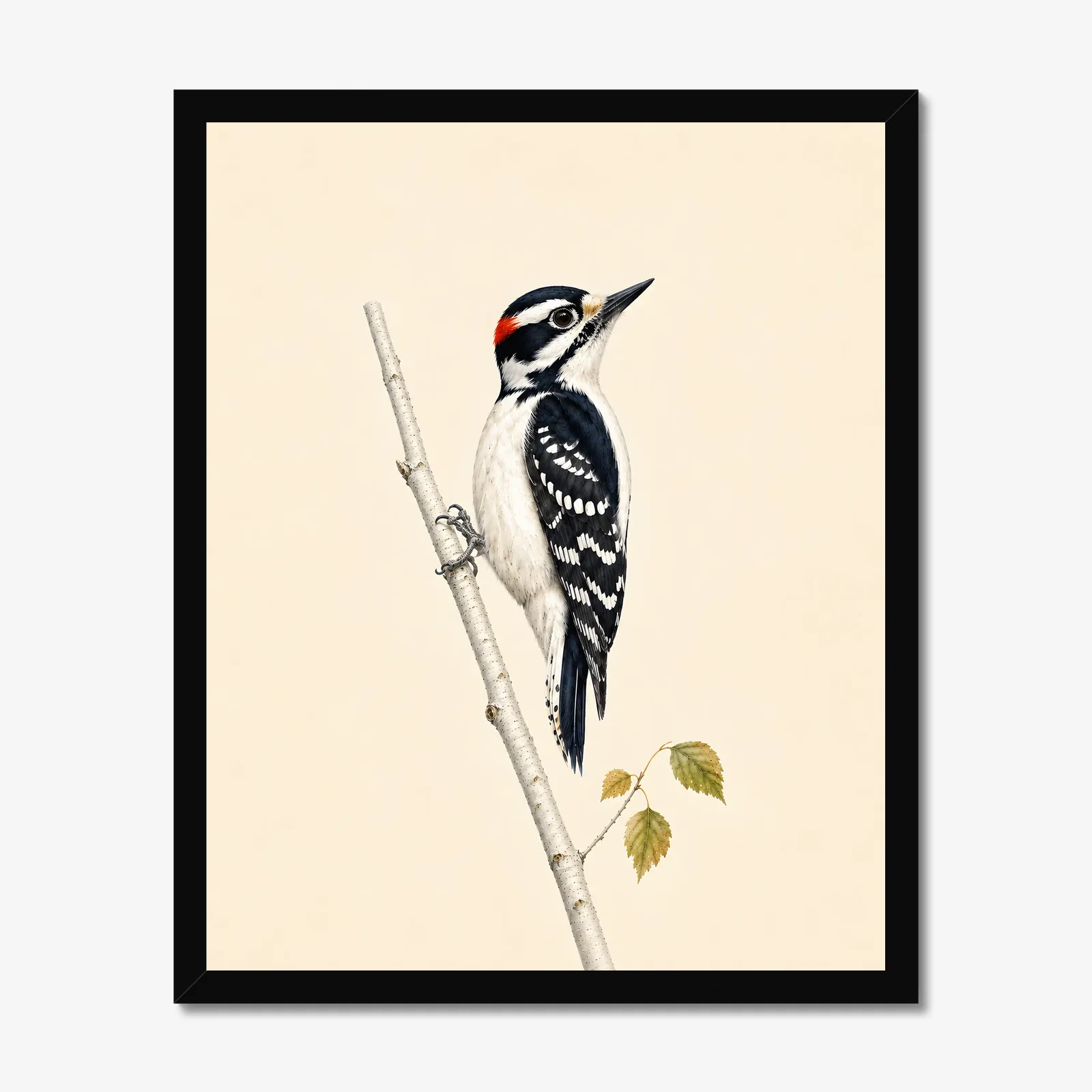 Downy Woodpecker Print in a black frame