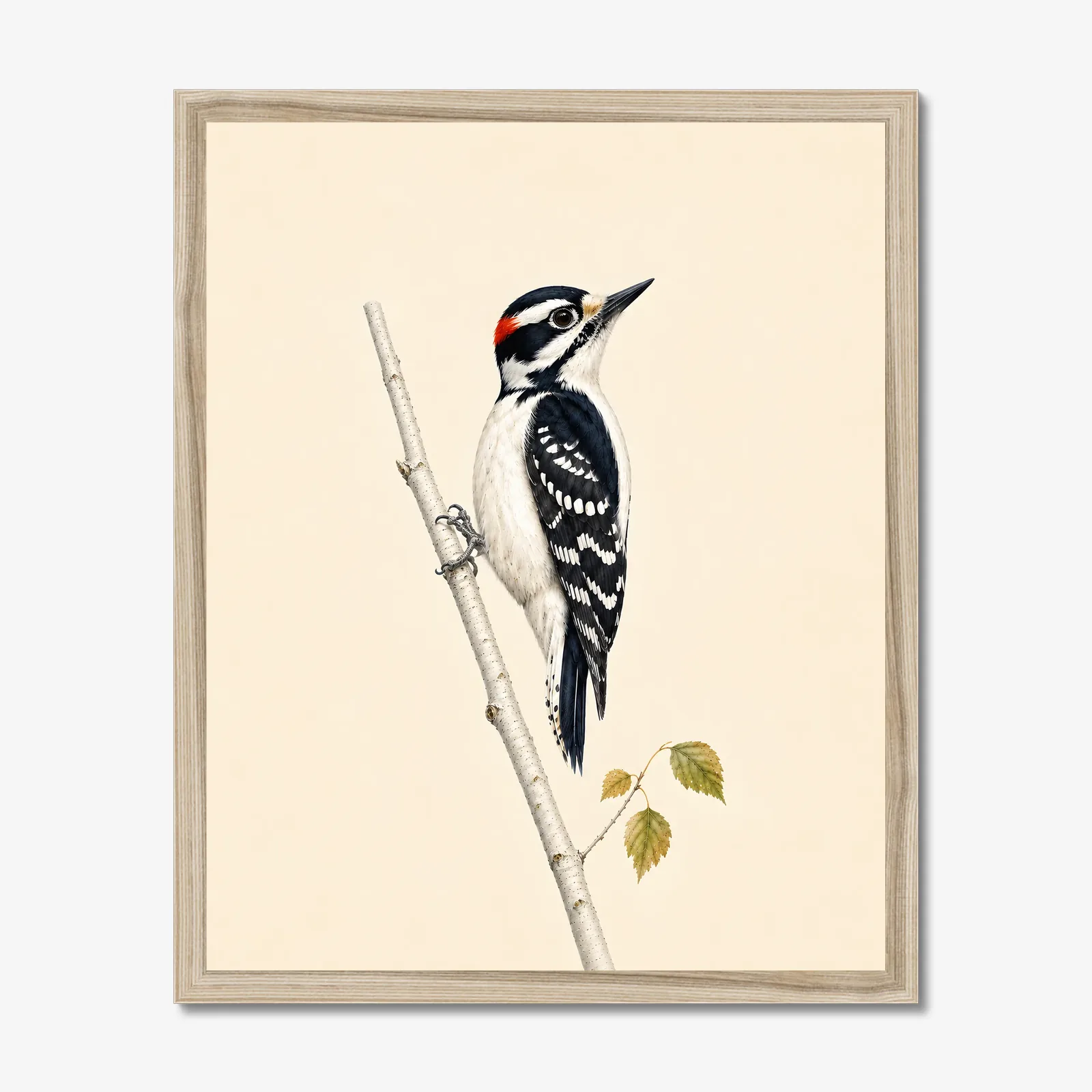 Downy Woodpecker Print shown as a fine-art print