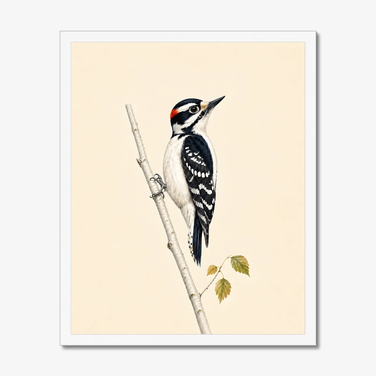 Downy Woodpecker Print in a white frame