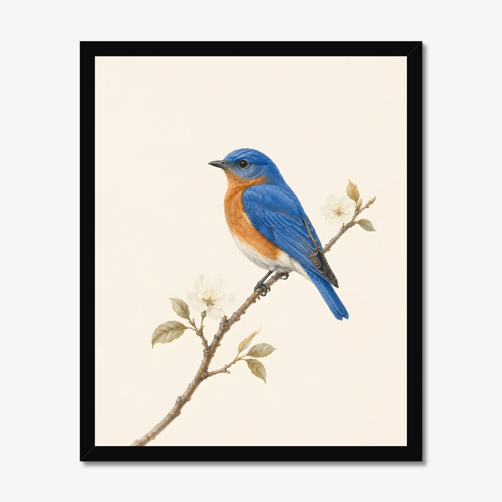 Eastern Bluebird Print in a black frame