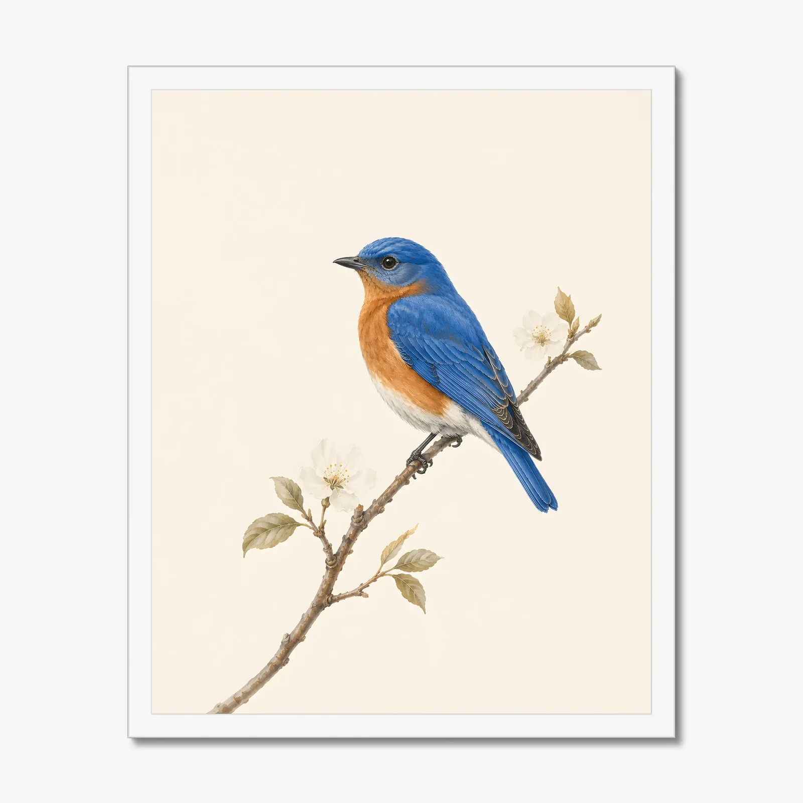 Eastern Bluebird Print in a white frame