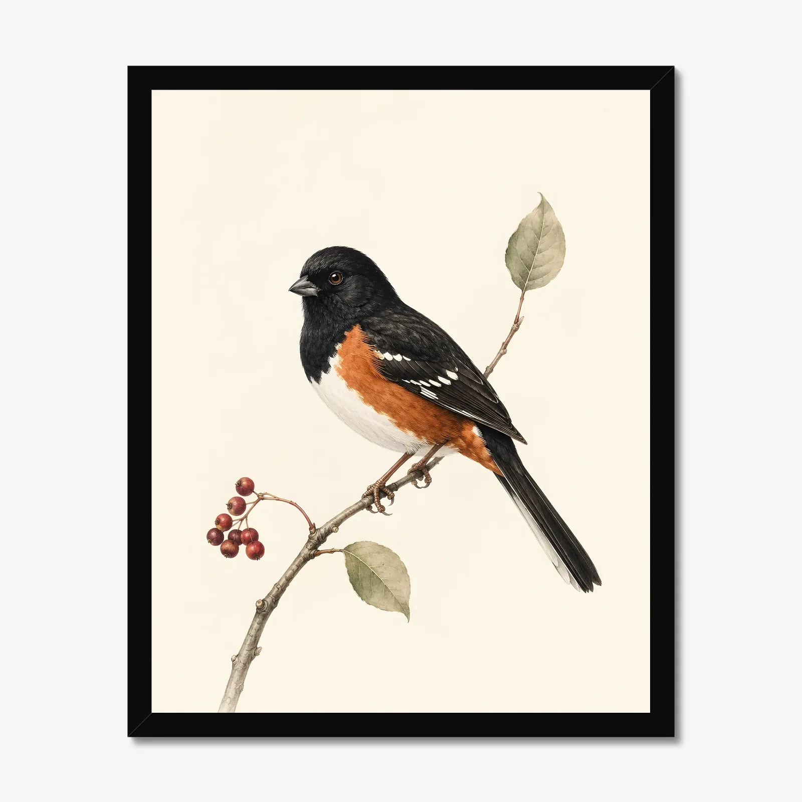 Eastern Towhee Print - Woodland Bird Wall Art in a black frame