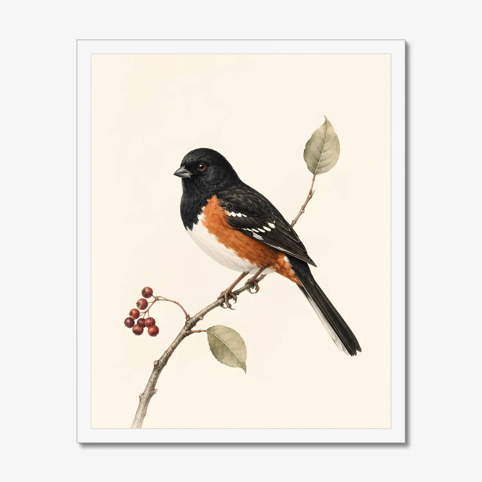 Eastern Towhee Print - Woodland Bird Wall Art in a white frame