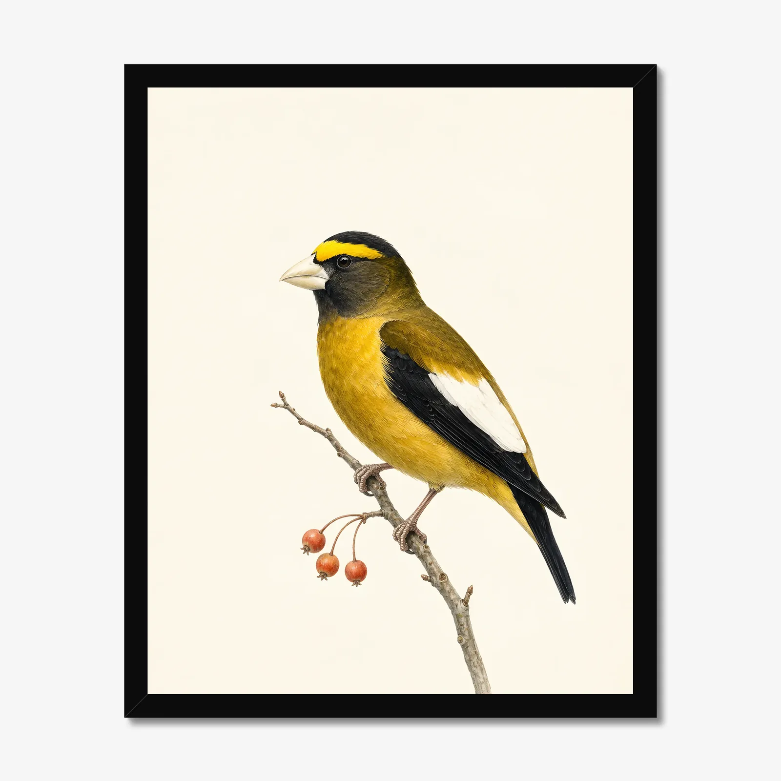 Evening Grosbeak Print in a black frame