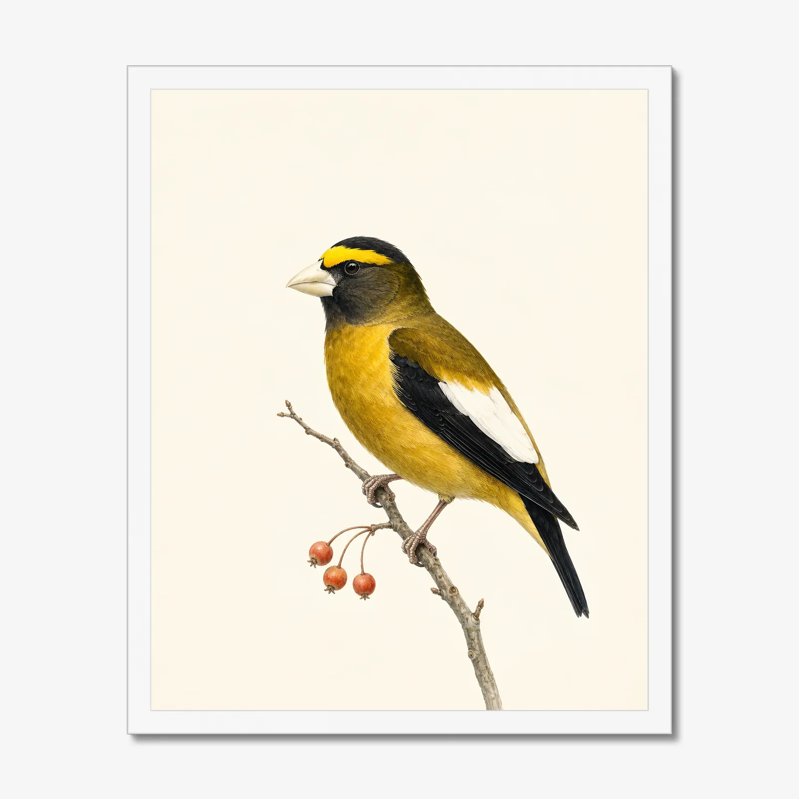 Evening Grosbeak Print in a white frame