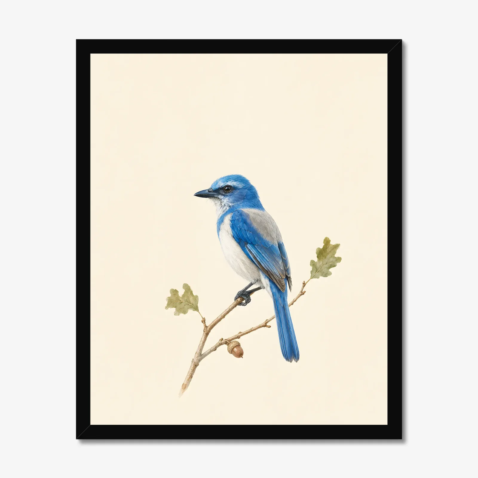 Florida Scrub-Jay Print in a black frame