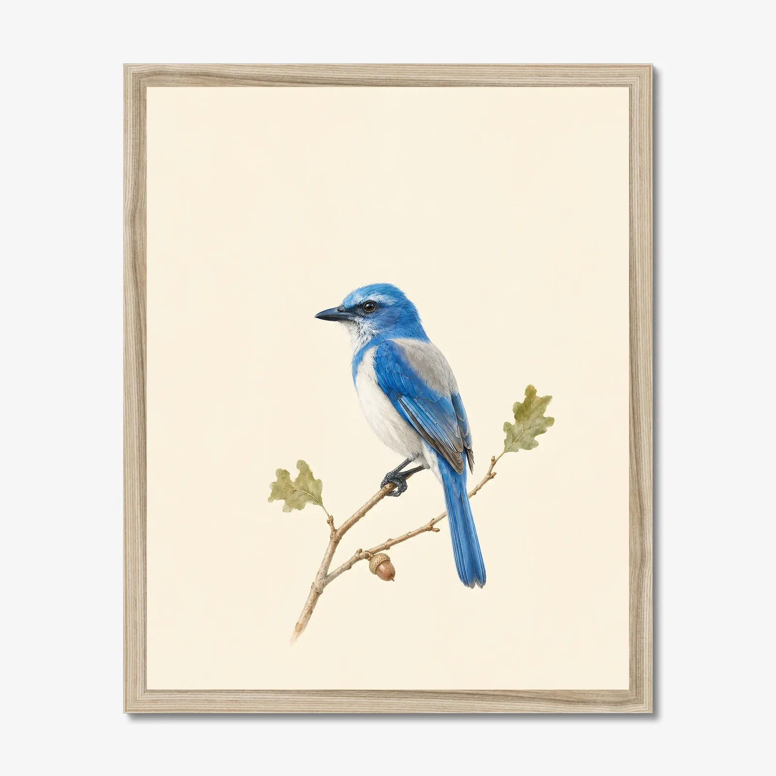 Florida Scrub-Jay Print in a natural frame