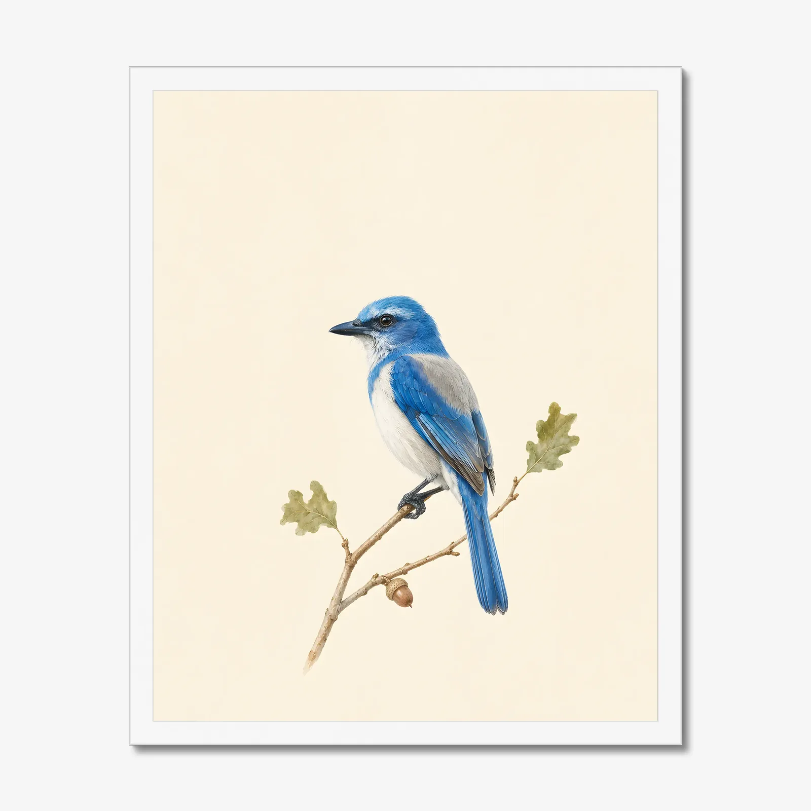 Florida Scrub-Jay Print in a white frame