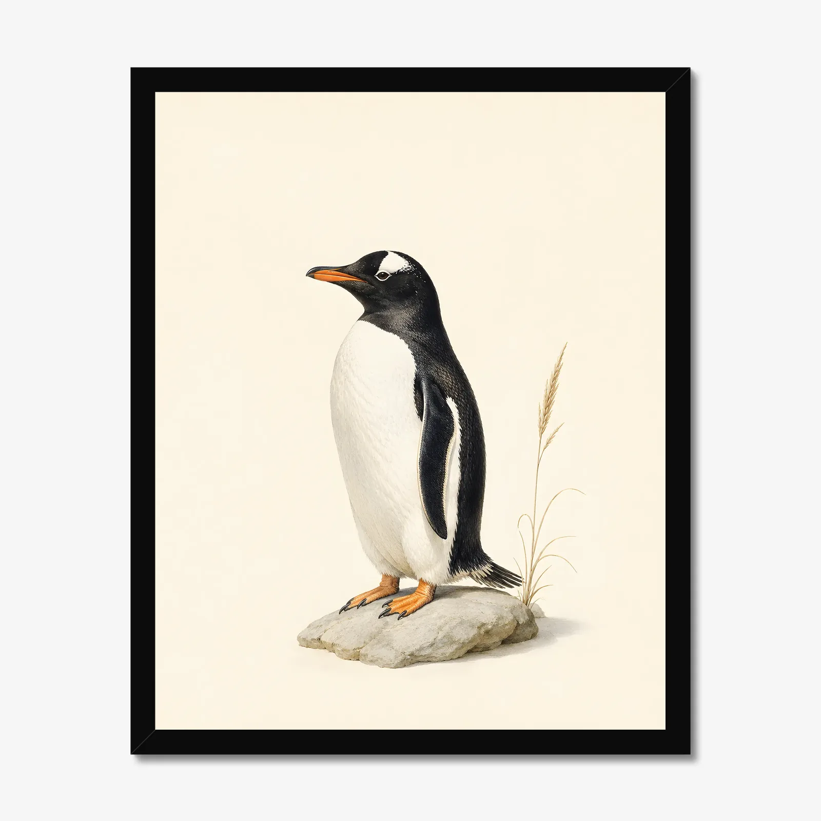 Gentoo Penguin Print in a black frame