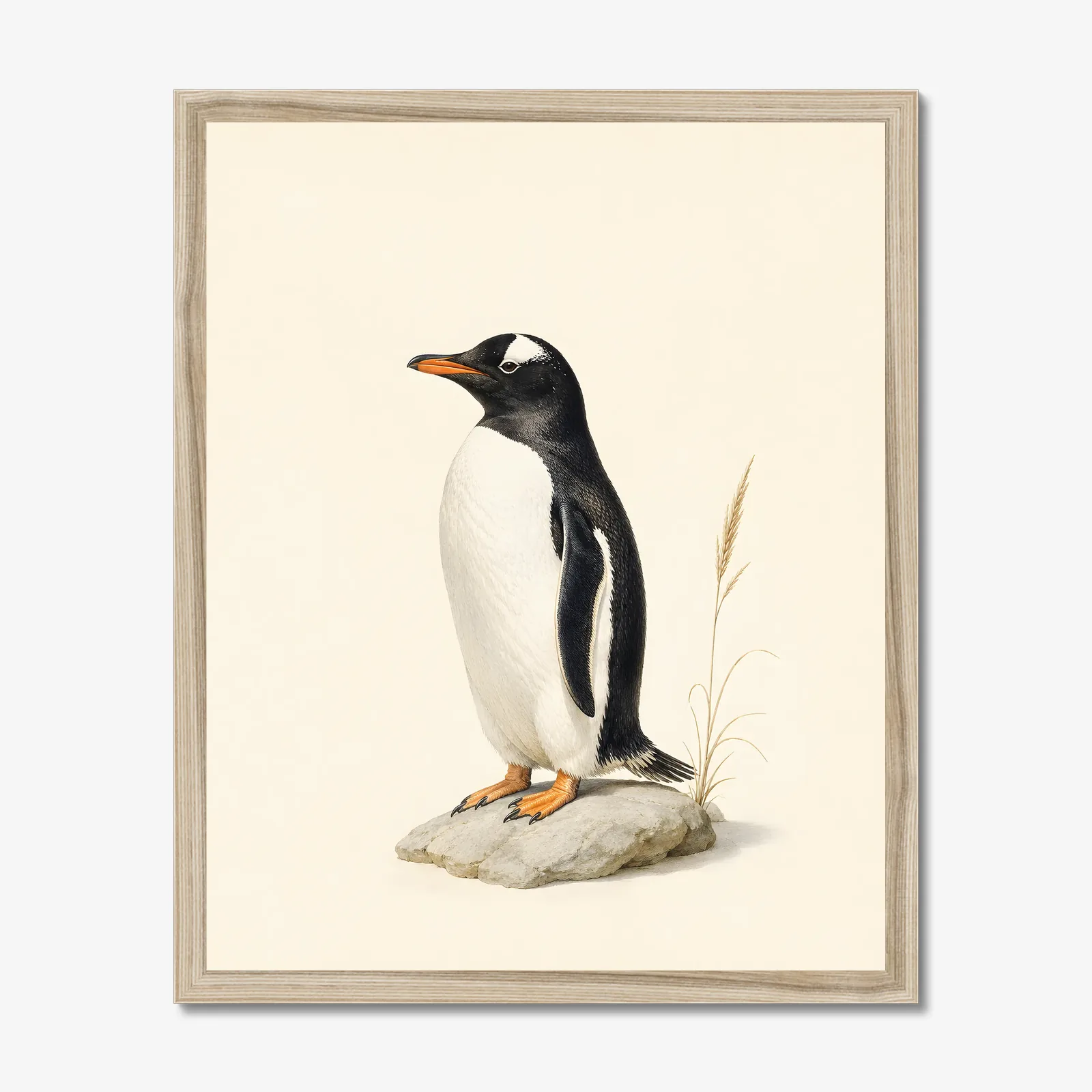 Gentoo Penguin Print in a natural frame