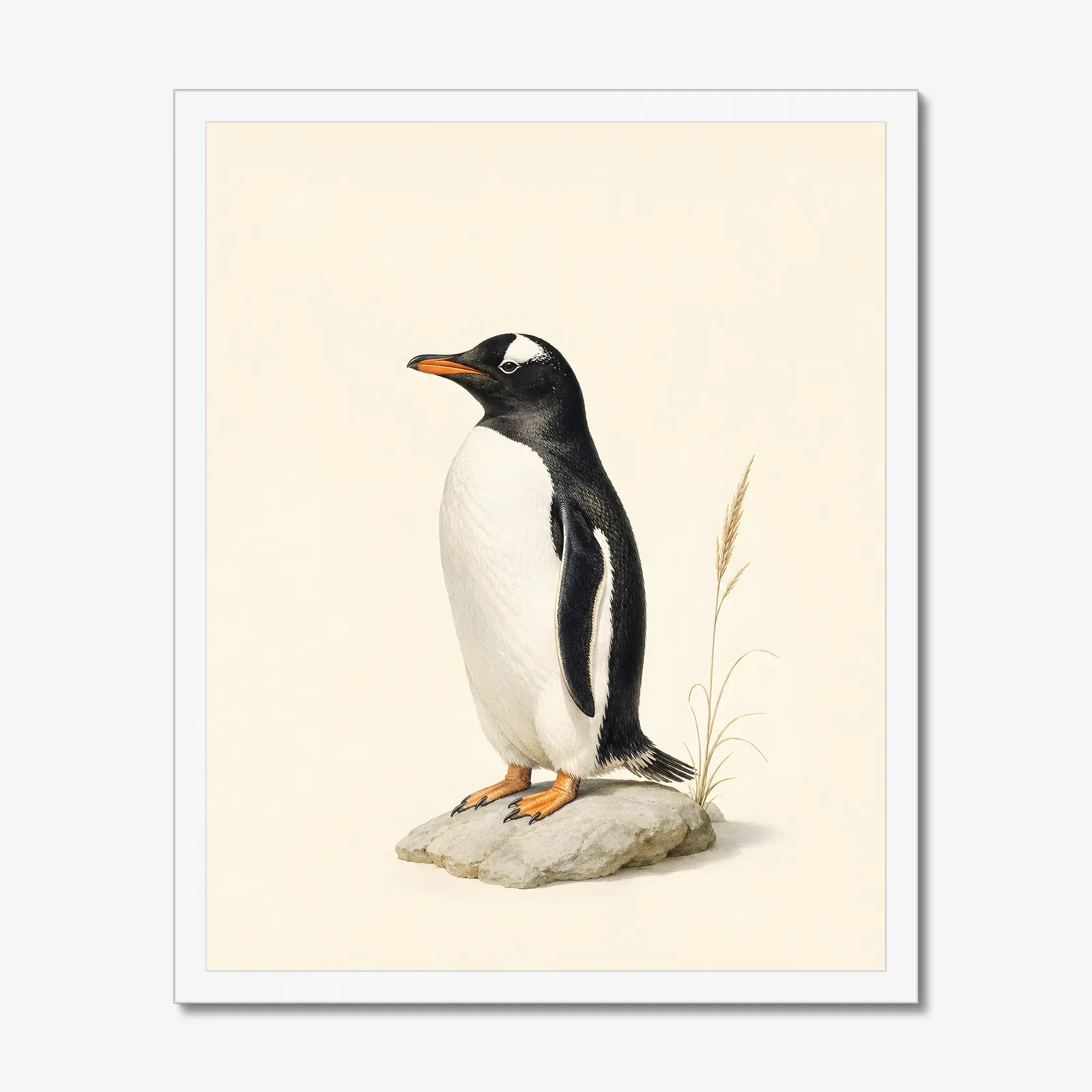 Gentoo Penguin Print in a white frame