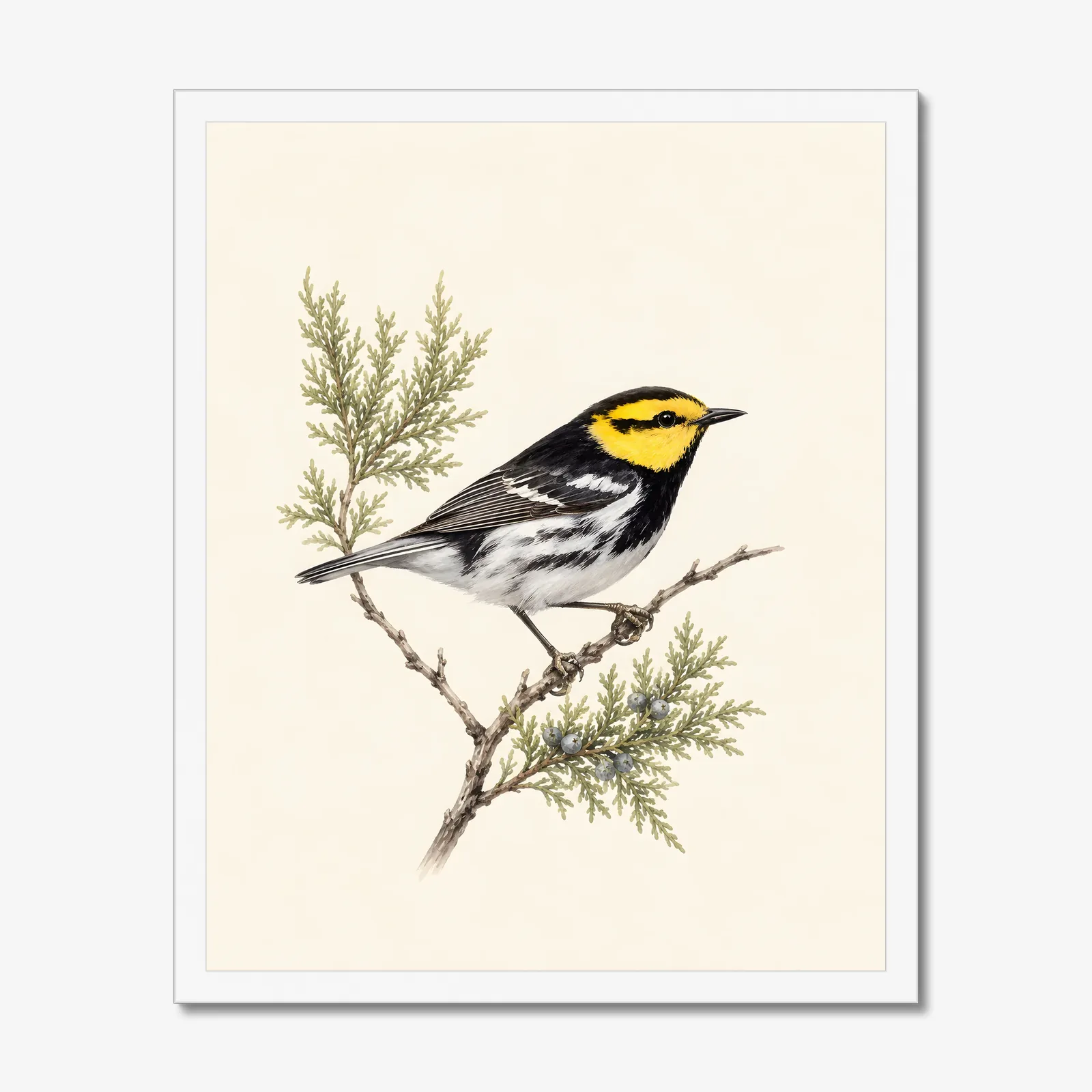 Golden-cheeked Warbler Print in a white frame