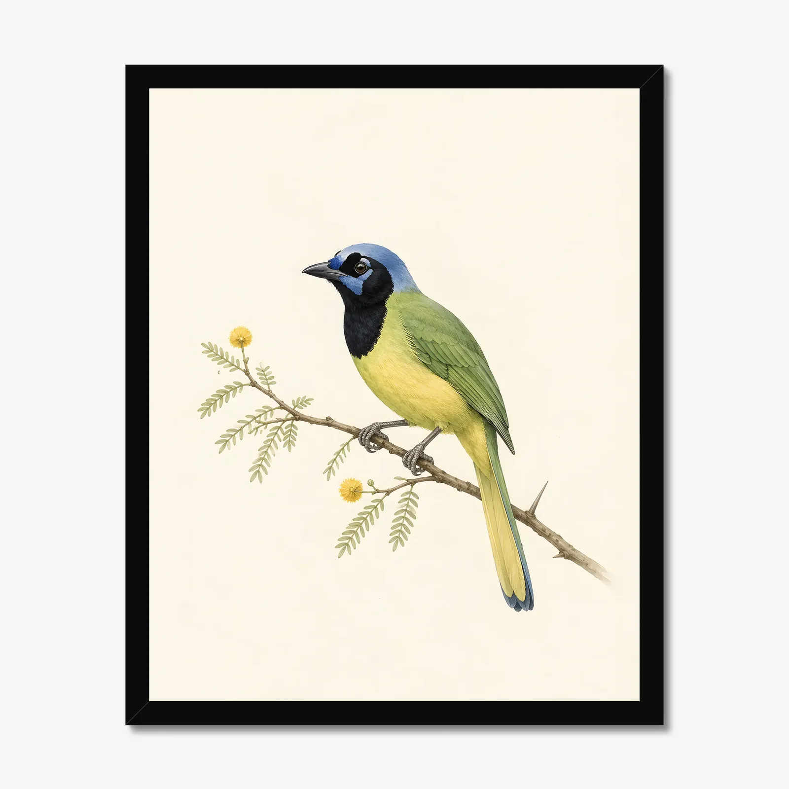 Green Jay Print in a black frame