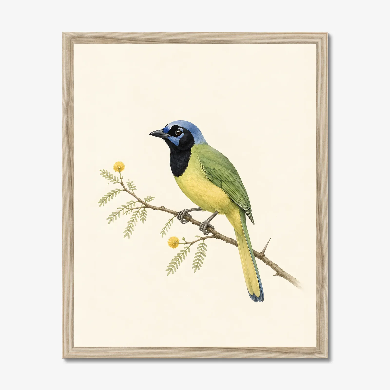 Green Jay Print in a natural frame