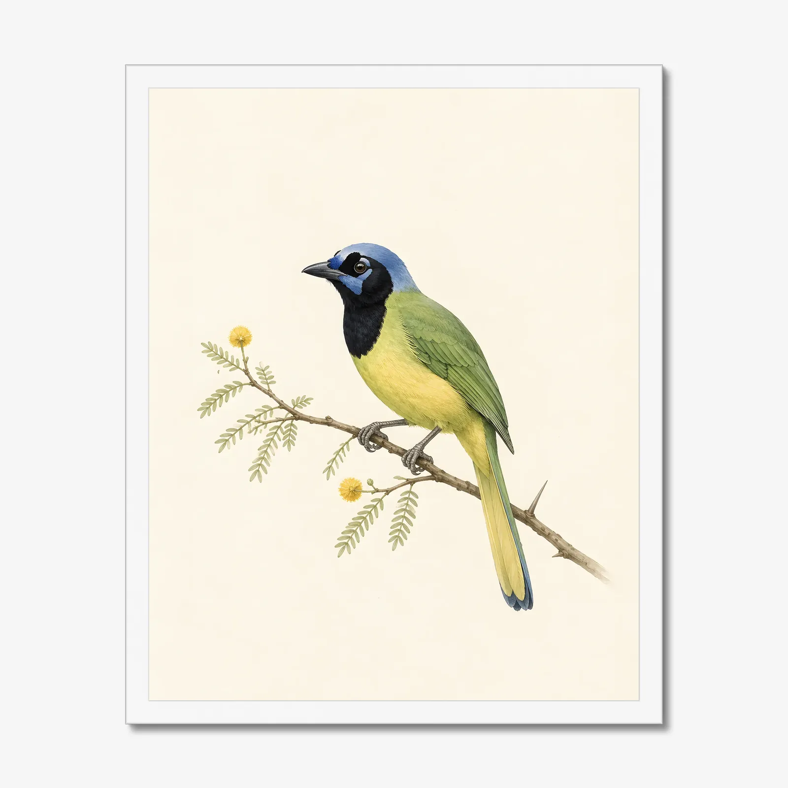 Green Jay Print in a white frame