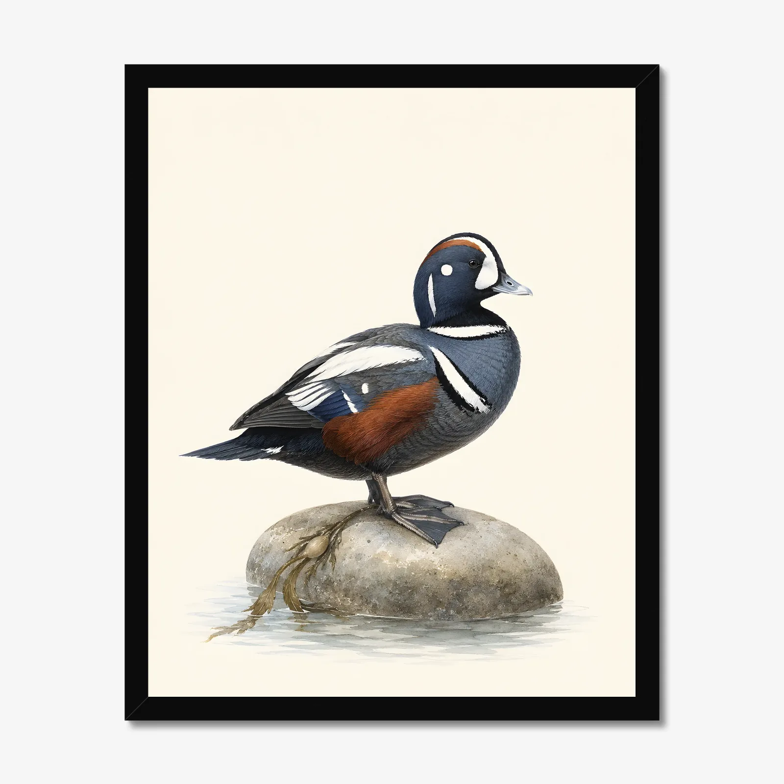 Harlequin Duck Print in a black frame