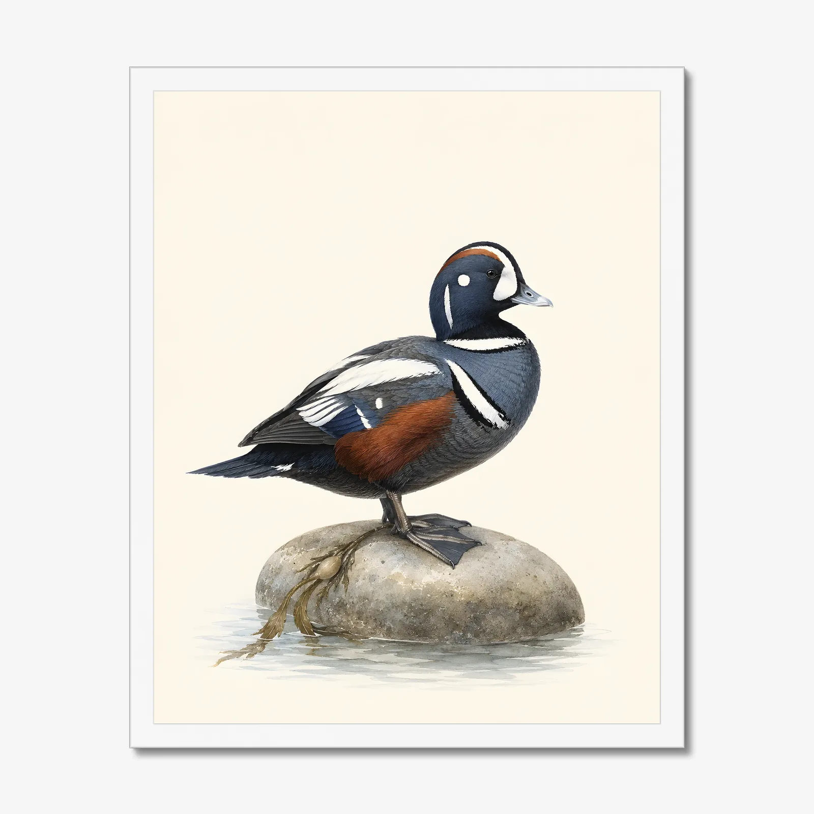 Harlequin Duck Print in a white frame