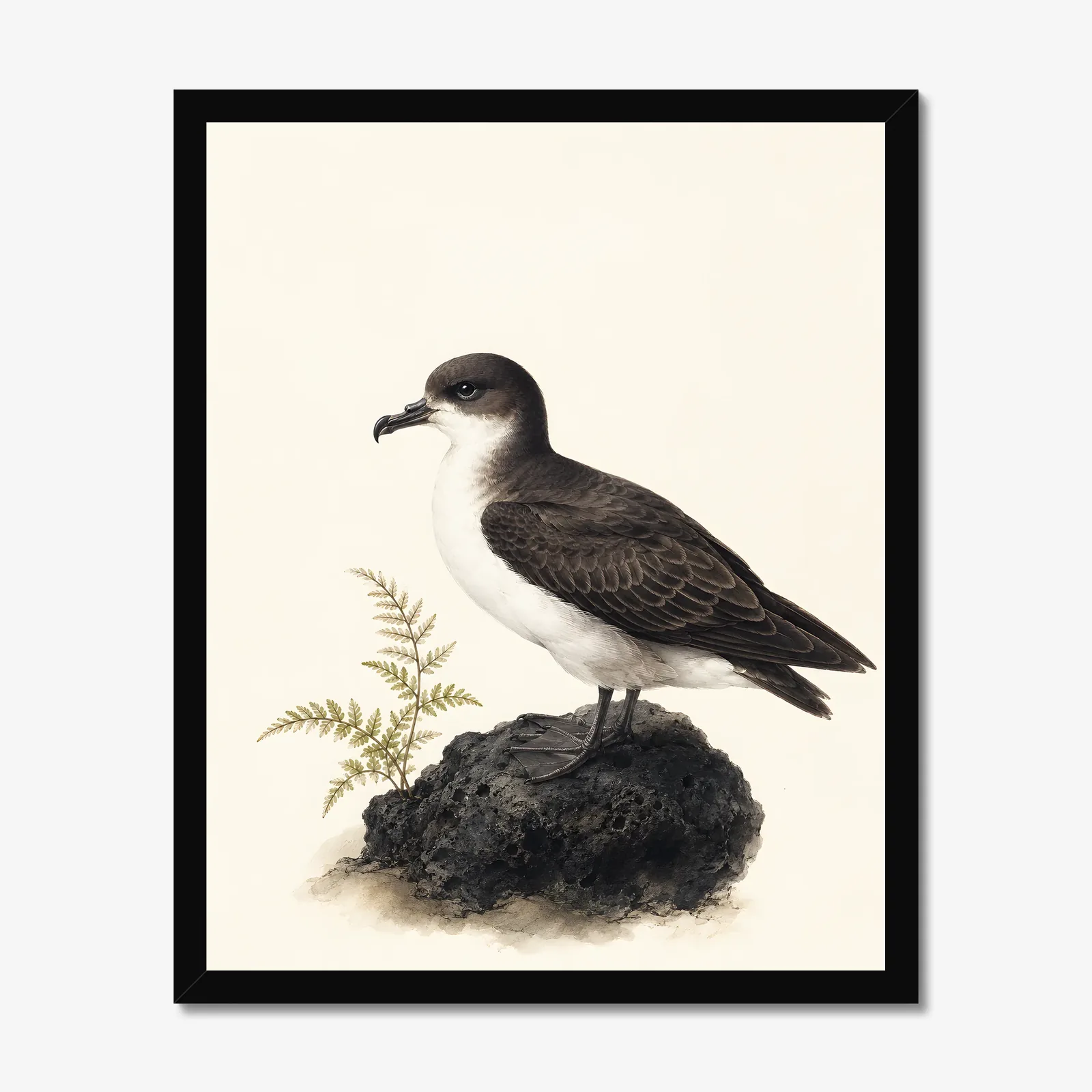 Hawaiian Petrel Print in a black frame