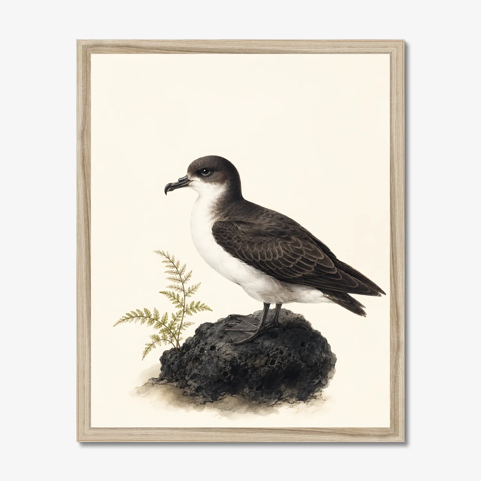 Hawaiian Petrel Print in a natural frame
