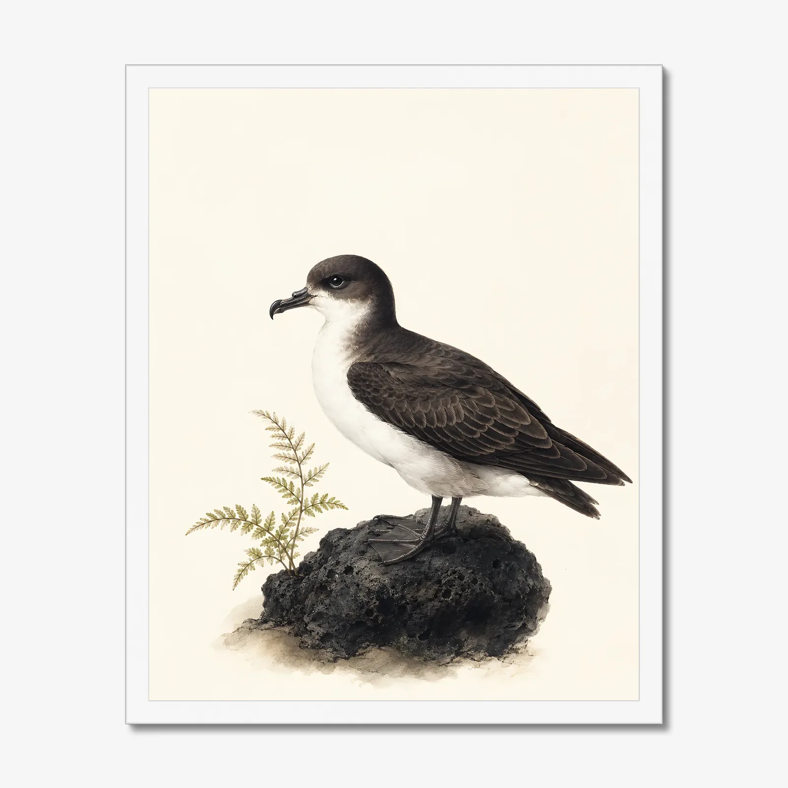 Hawaiian Petrel Print in a white frame