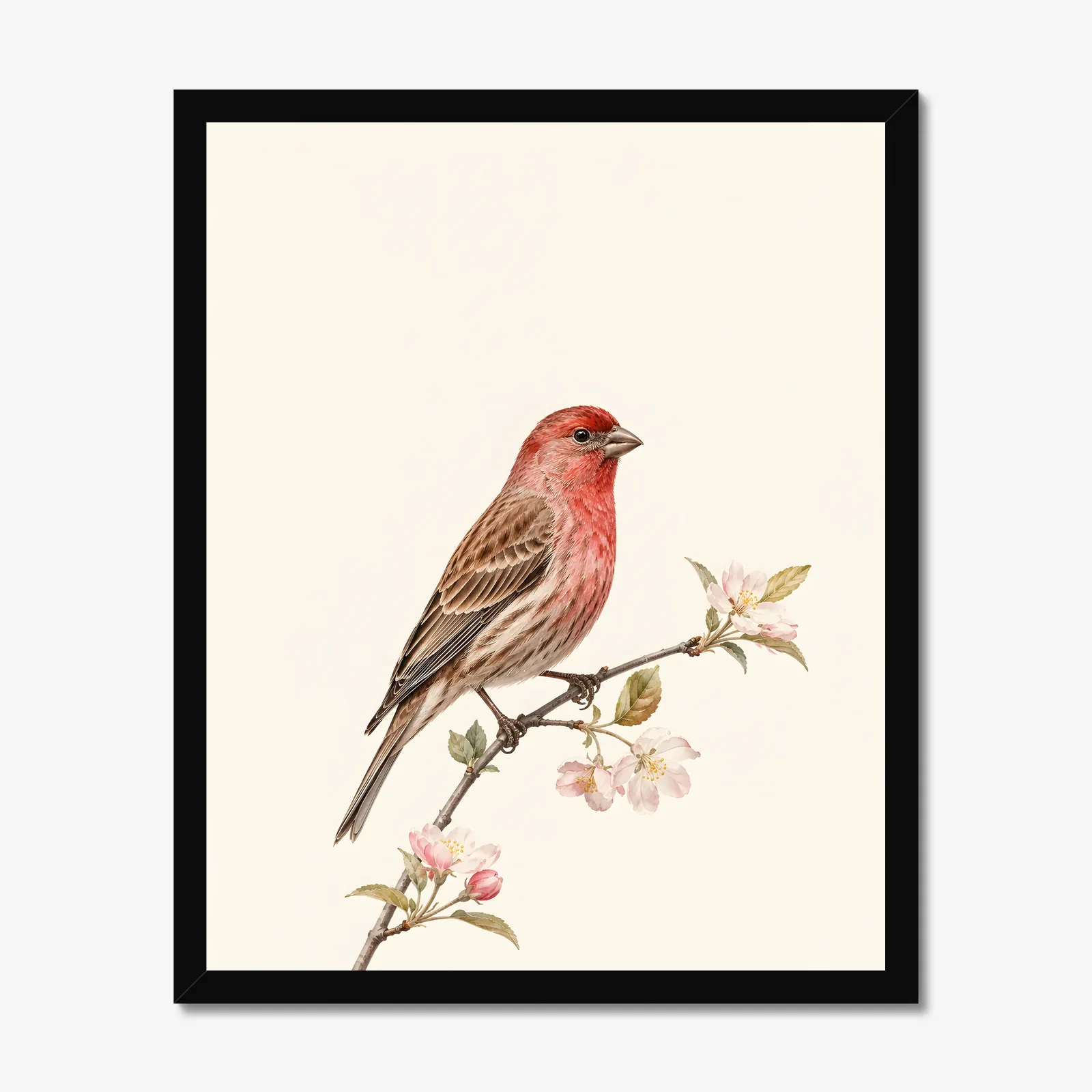 House Finch Print in a black frame