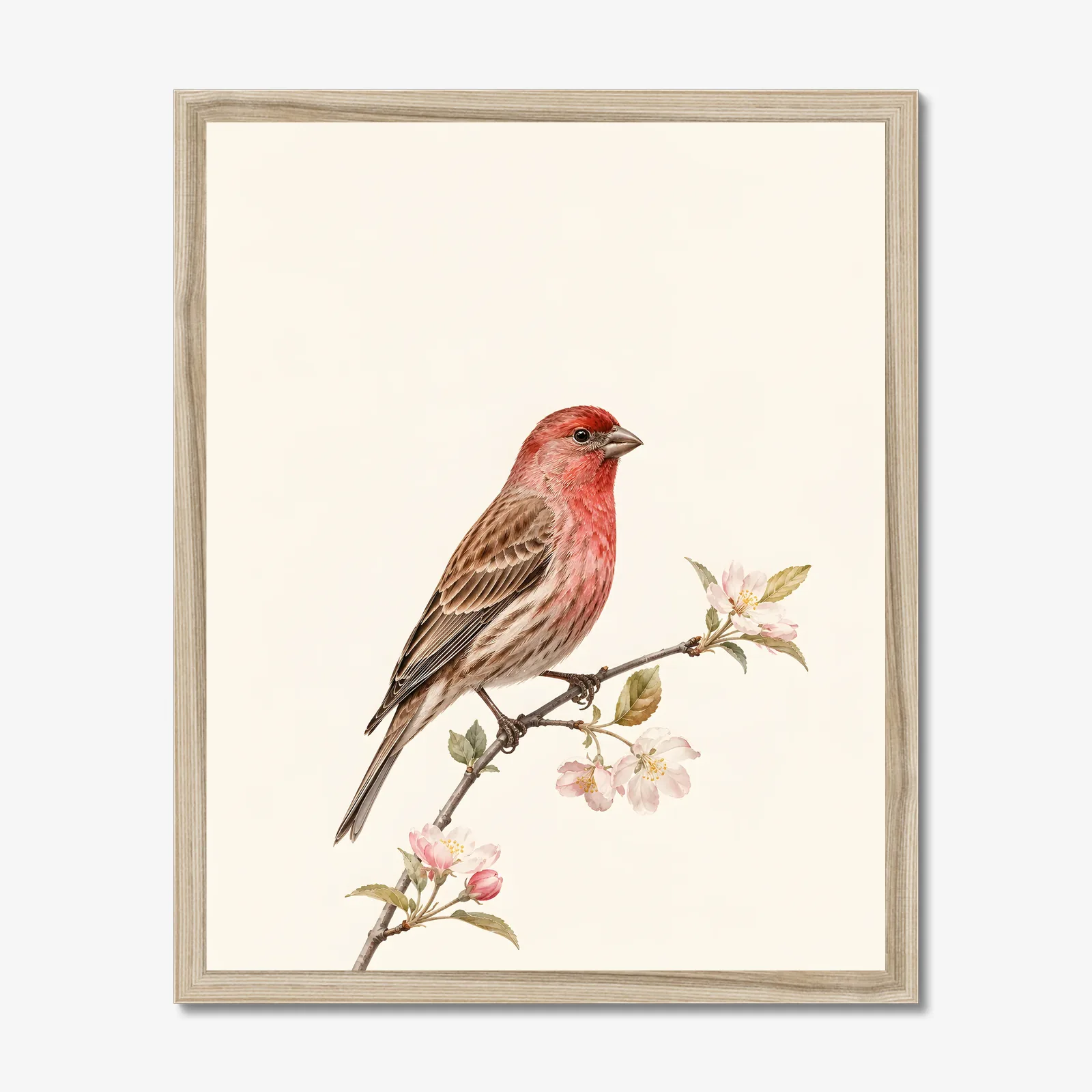 House Finch Print shown as a fine-art print