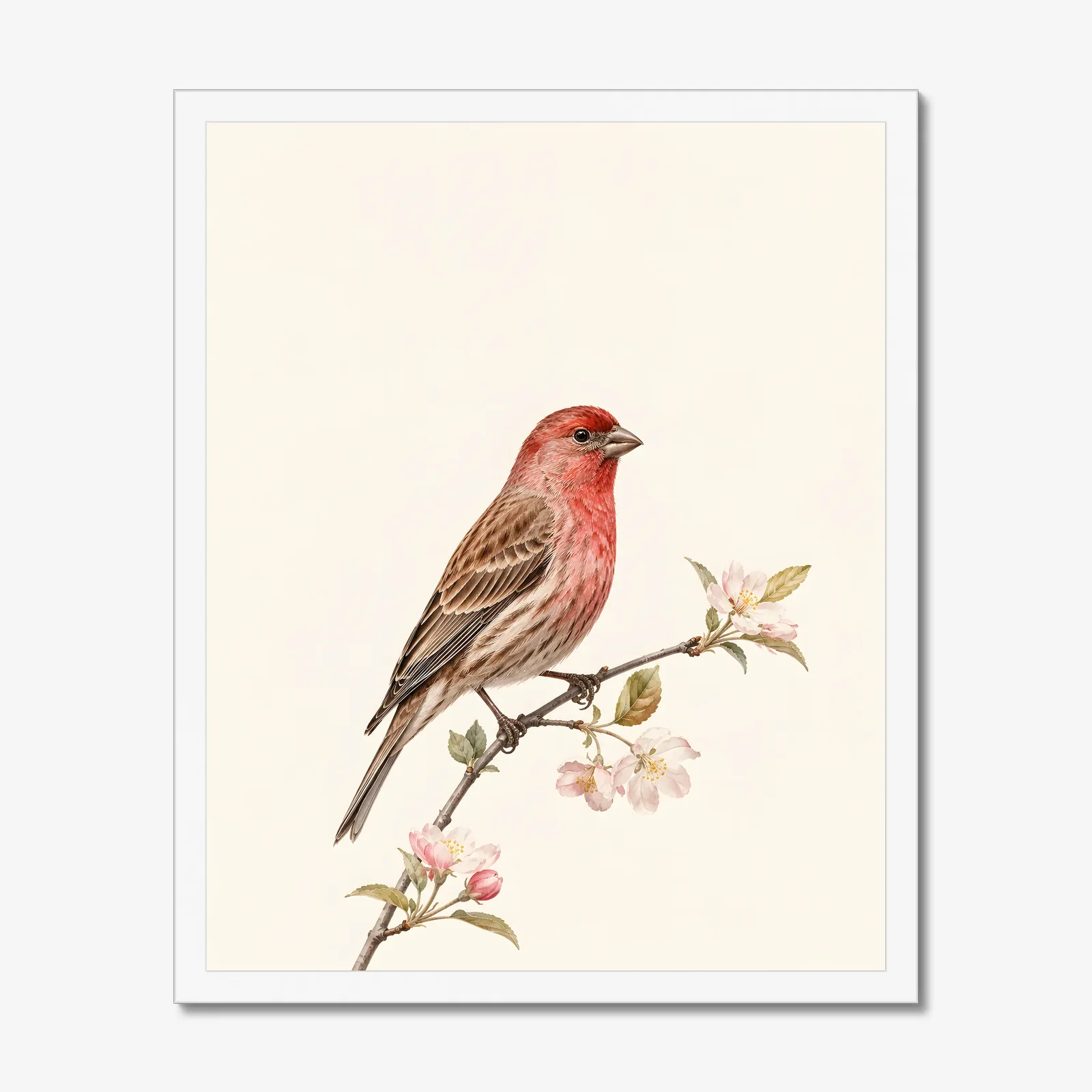House Finch Print in a white frame