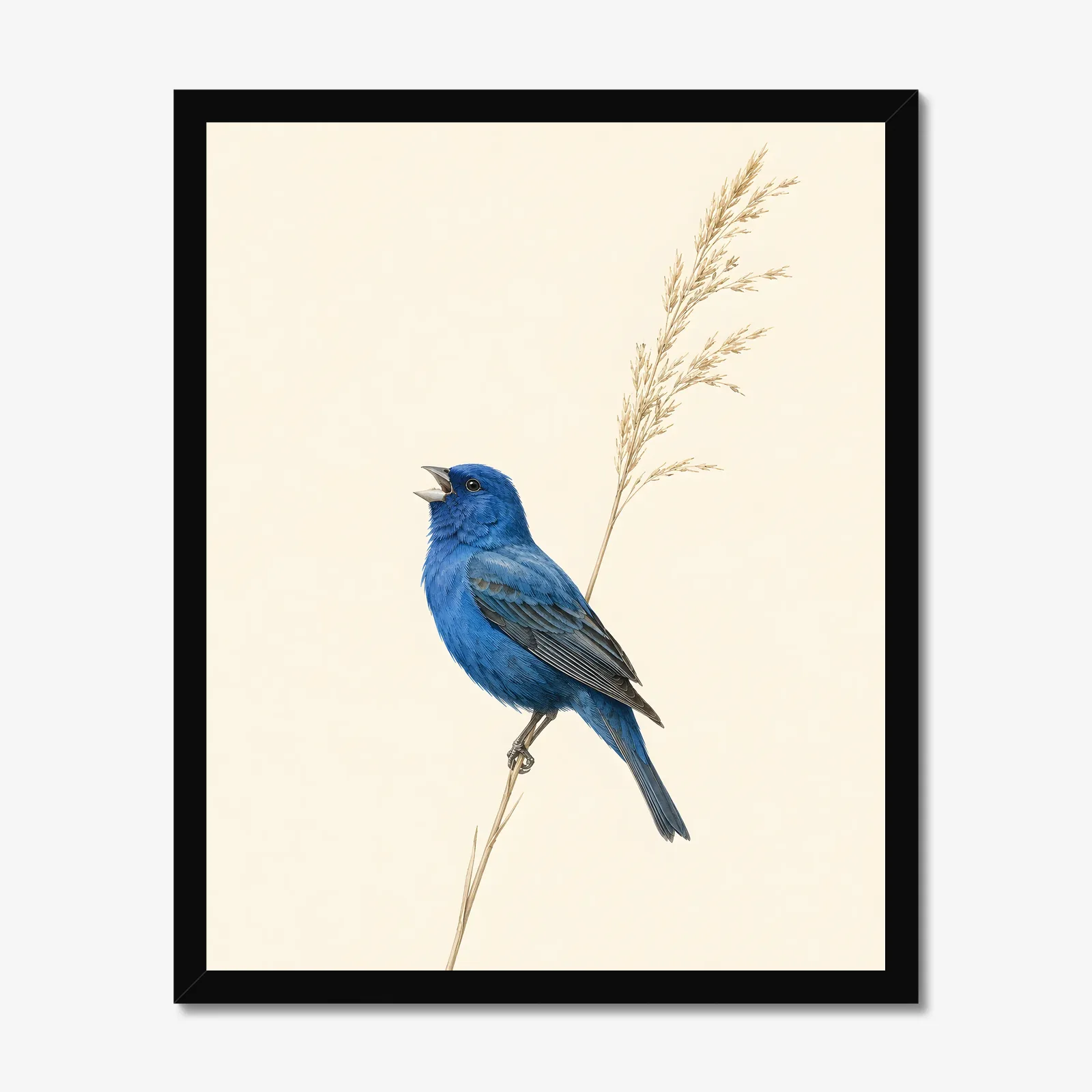 Indigo Bunting Print - Blue Songbird Fine Art Print in a black frame
