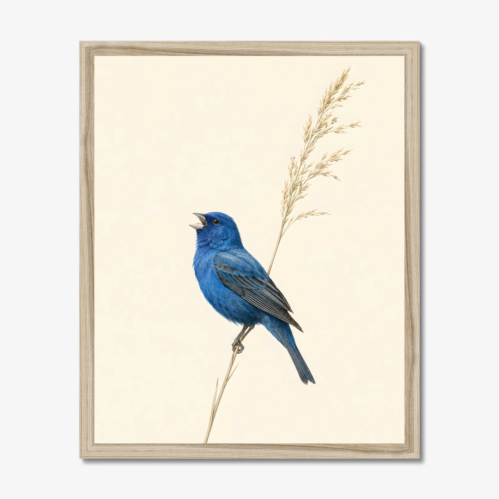 Indigo Bunting Print - Blue Songbird Fine Art Print in a natural frame