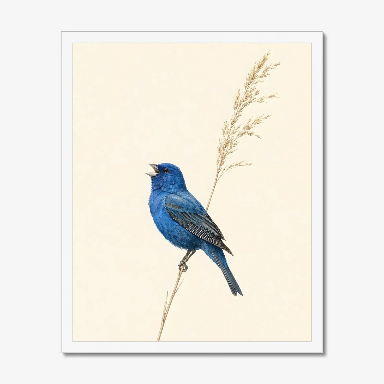 Indigo Bunting Print - Blue Songbird Fine Art Print in a white frame
