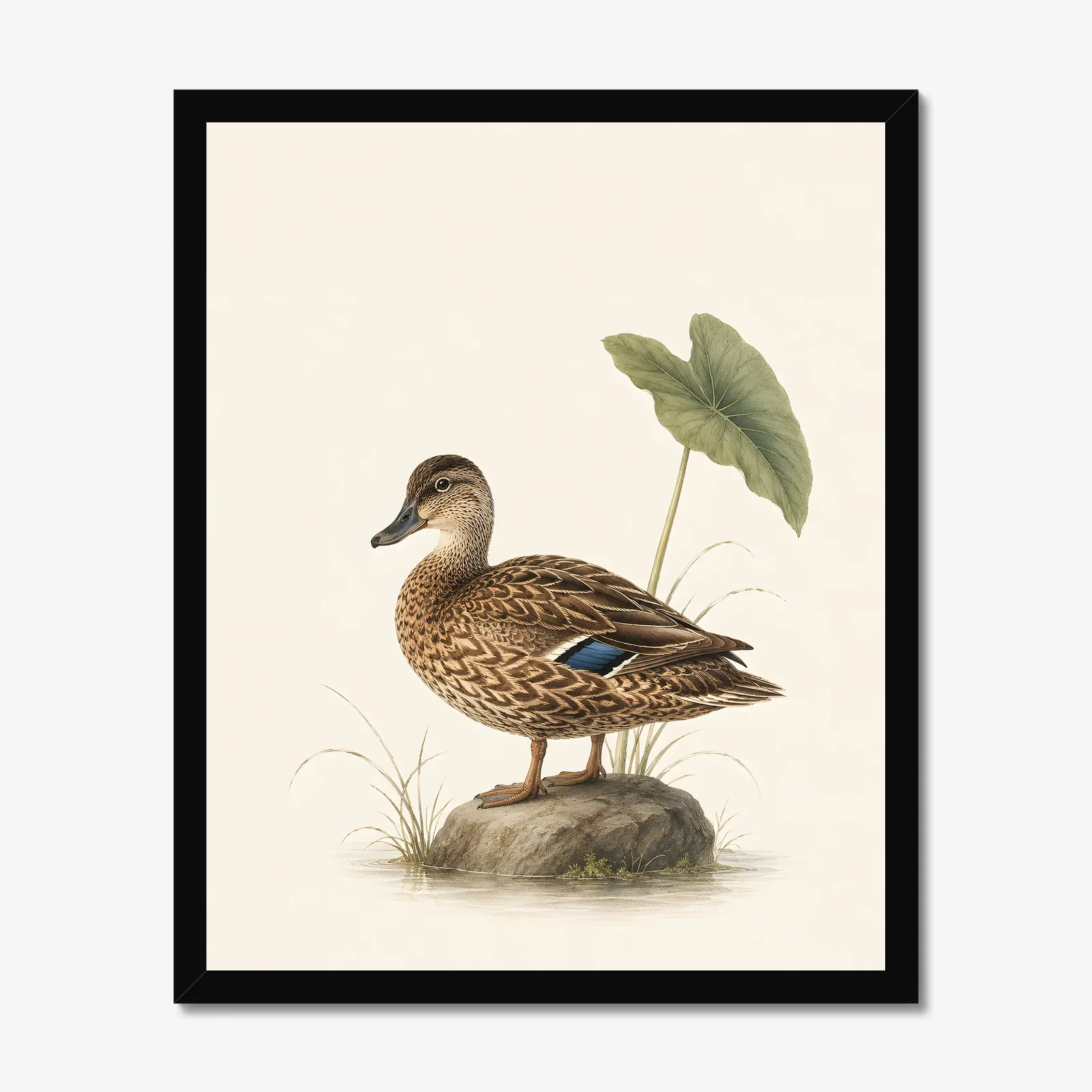 Koloa Maoli / Hawaiian Duck Print in a black frame