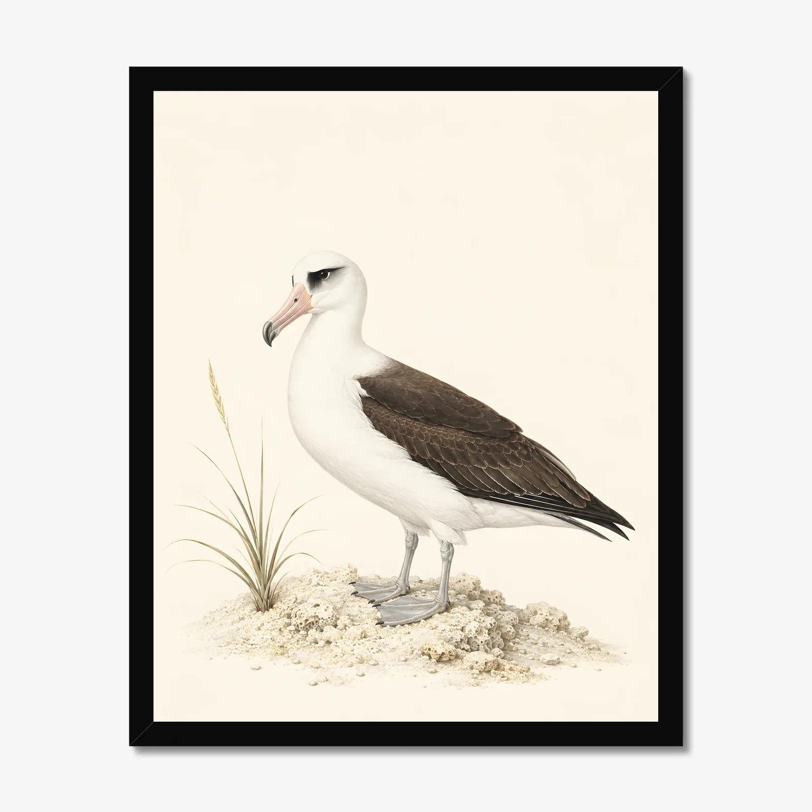 Laysan Albatross Print in a black frame