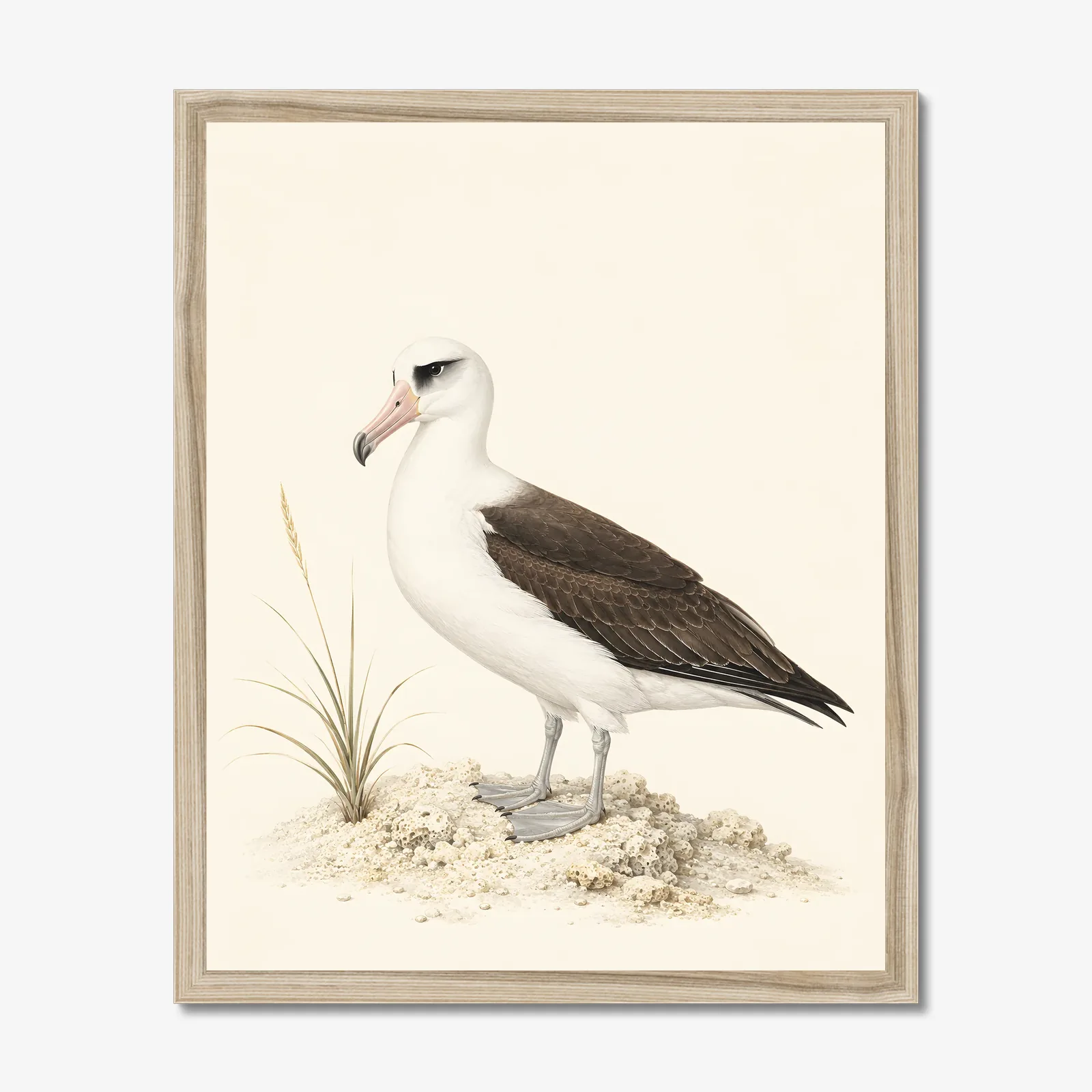 Laysan Albatross Print in a natural frame