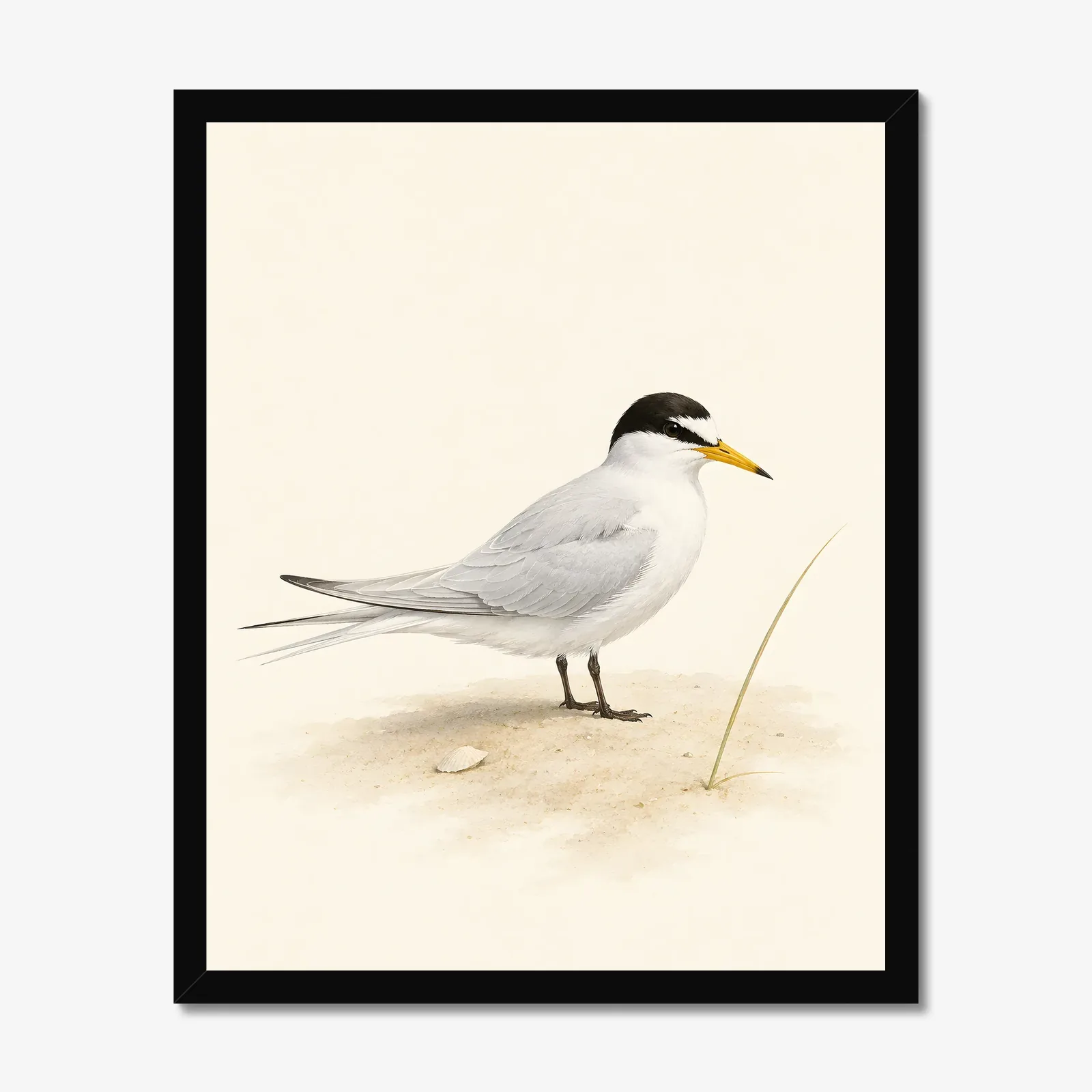 Least Tern Print in a black frame