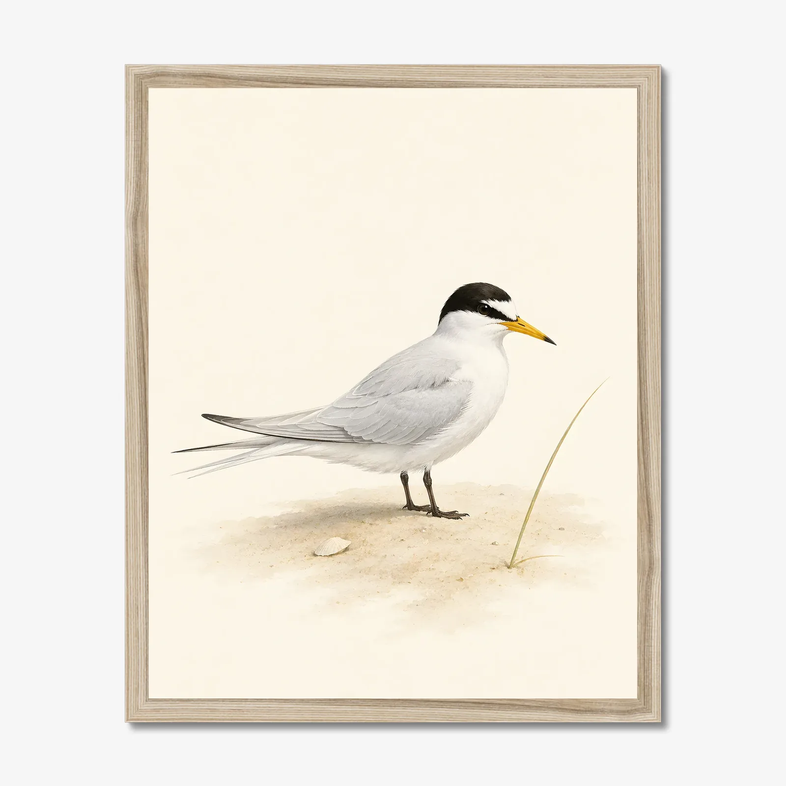 Least Tern Print in a natural frame