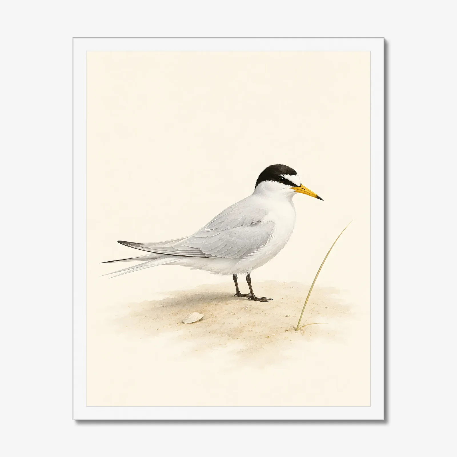 Least Tern Print in a white frame